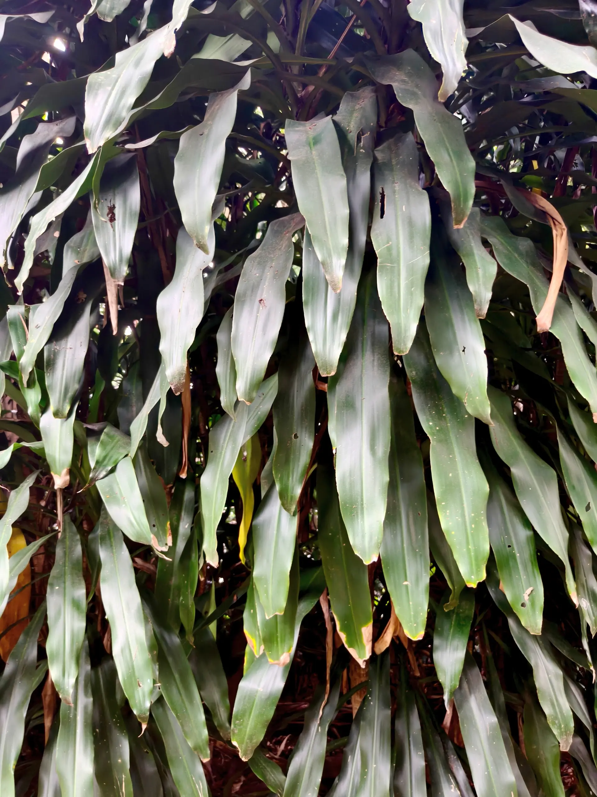 Taman Orkid Kuala Lumpur - Garden & Park in Kuala Lumpur