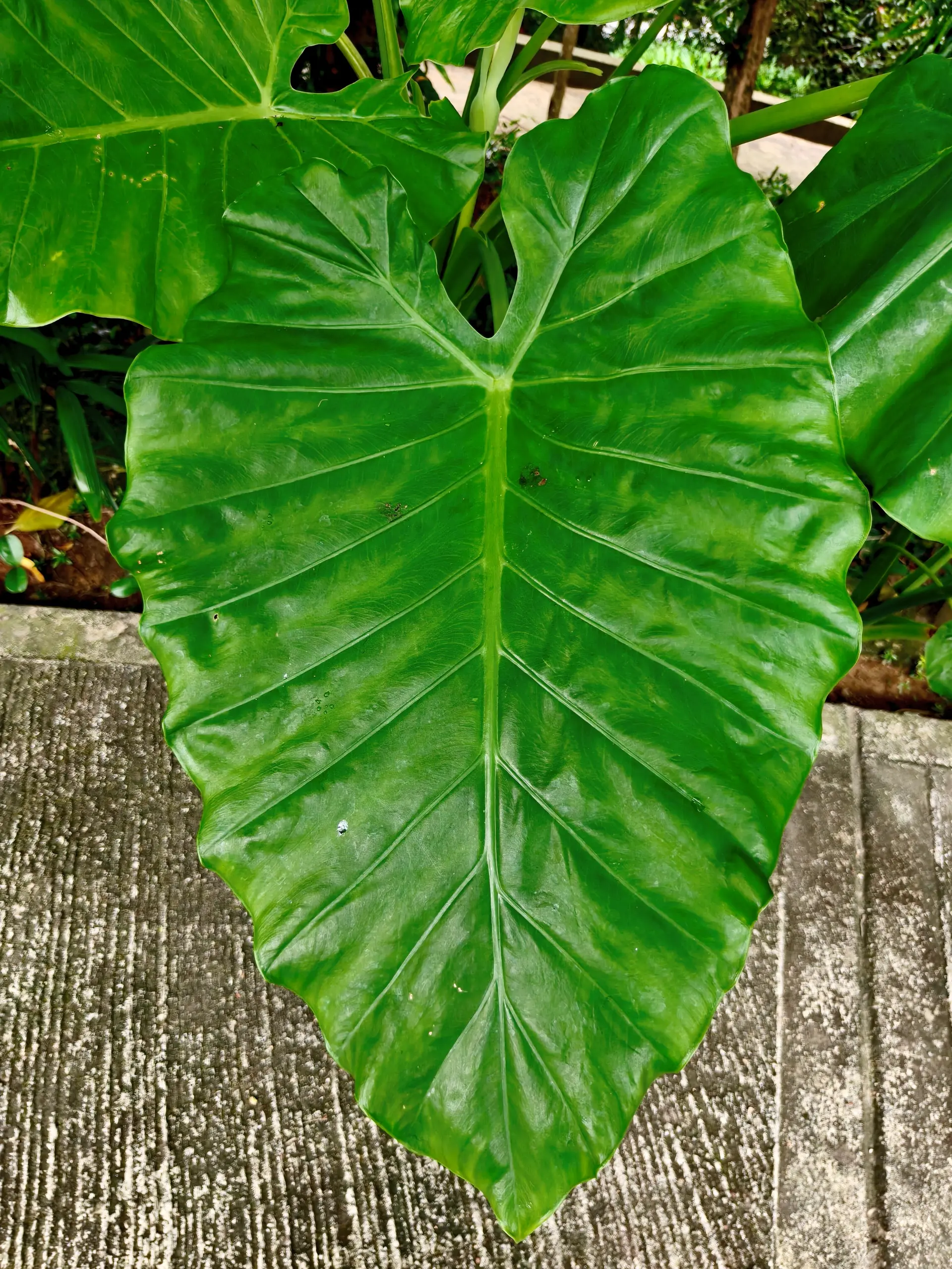 Taman Orkid Kuala Lumpur - Garden & Park in Kuala Lumpur