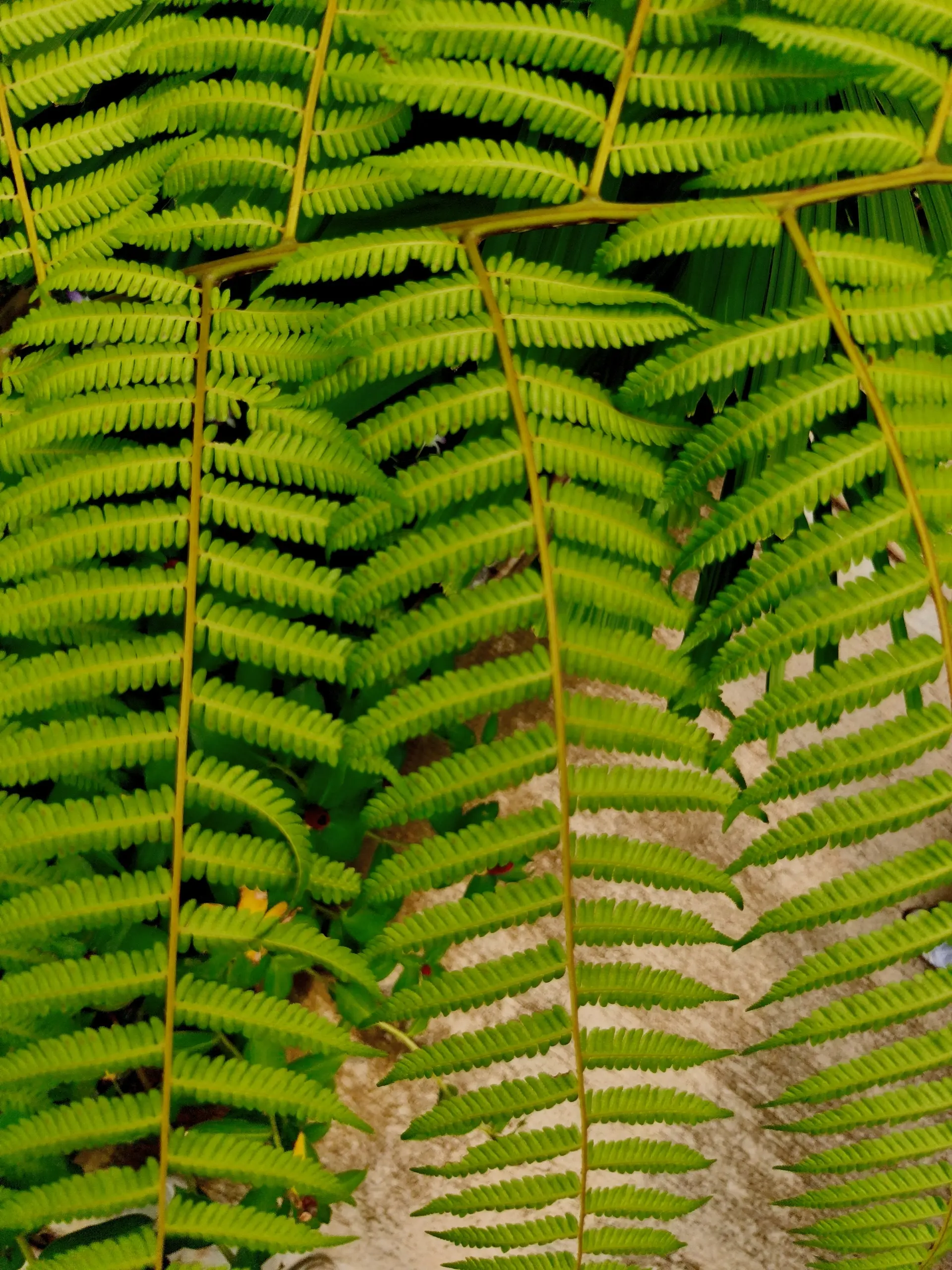 Taman Orkid Kuala Lumpur - Garden & Park in Kuala Lumpur