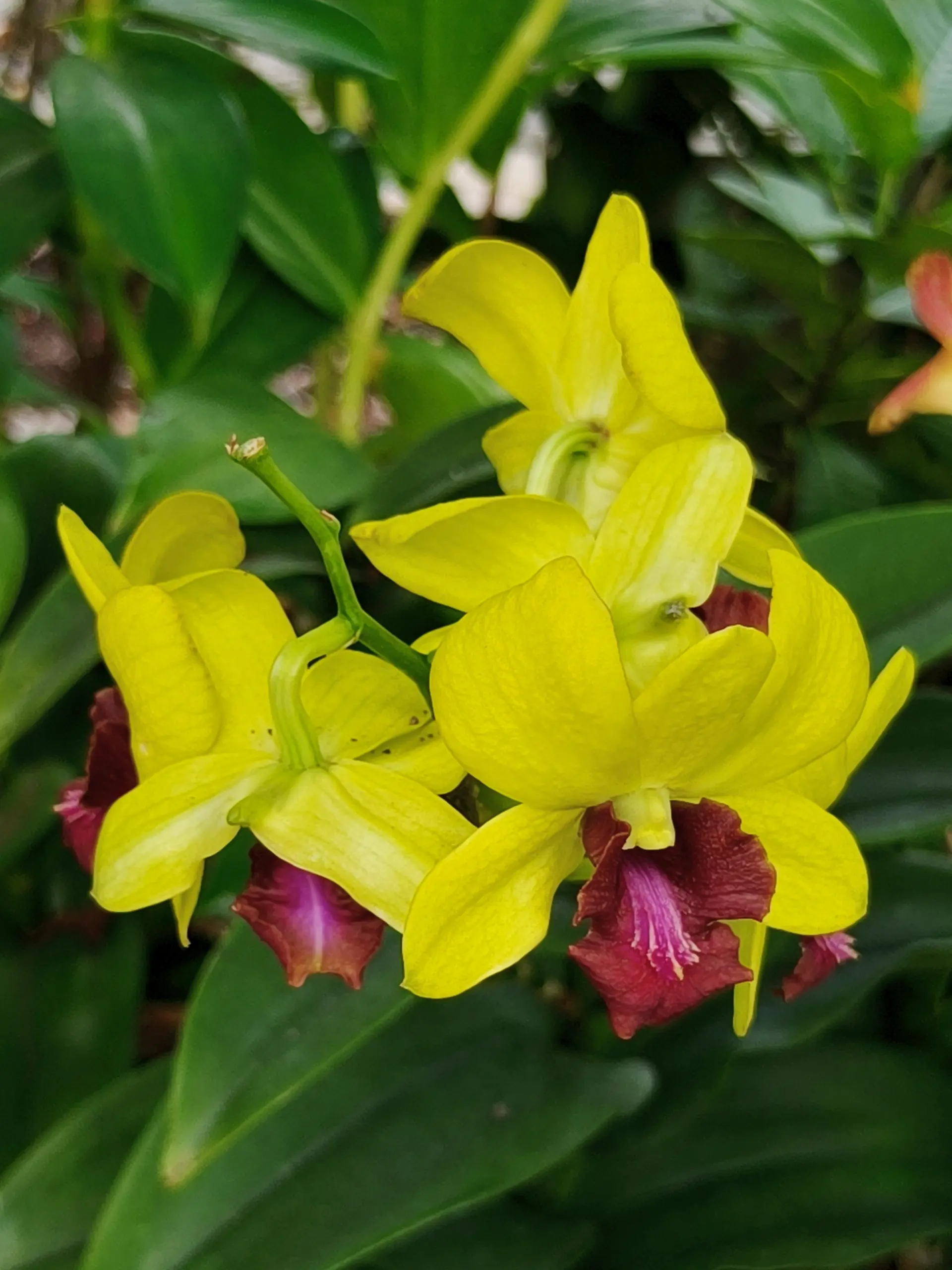 Taman Orkid Kuala Lumpur - Garden & Park in Kuala Lumpur