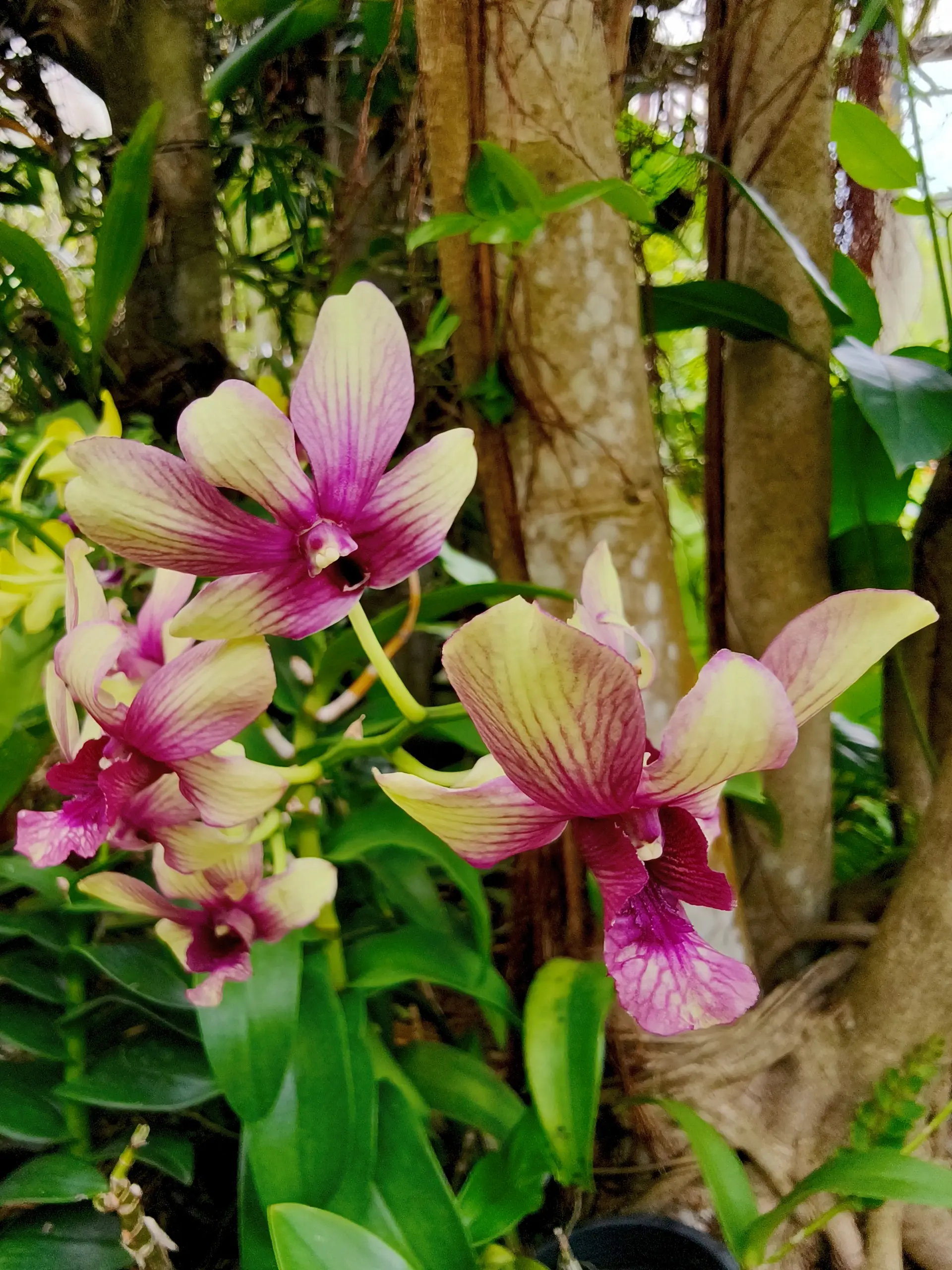 Taman Orkid Kuala Lumpur - Garden & Park in Kuala Lumpur