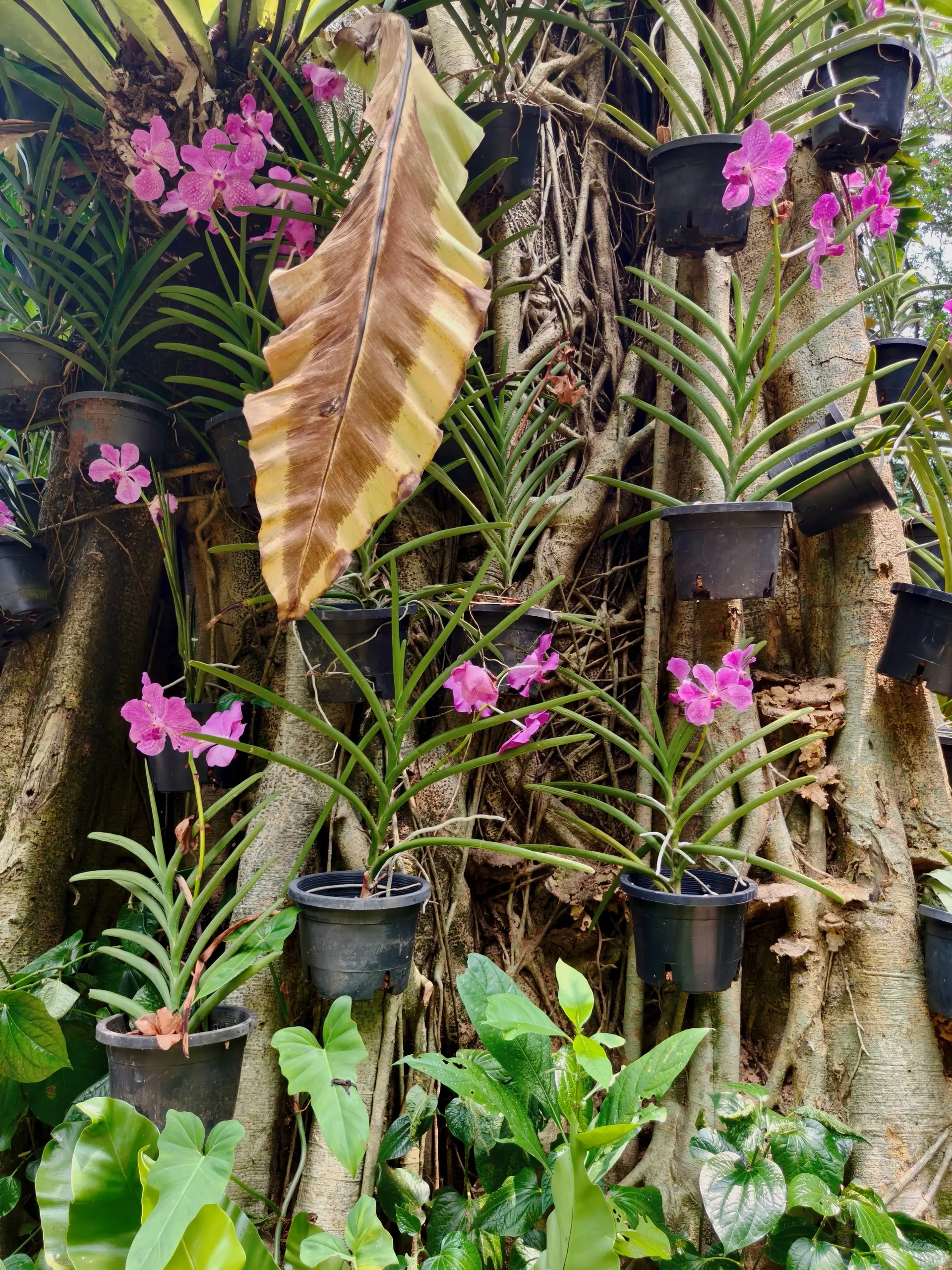 Taman Orkid Kuala Lumpur - Garden & Park in Kuala Lumpur