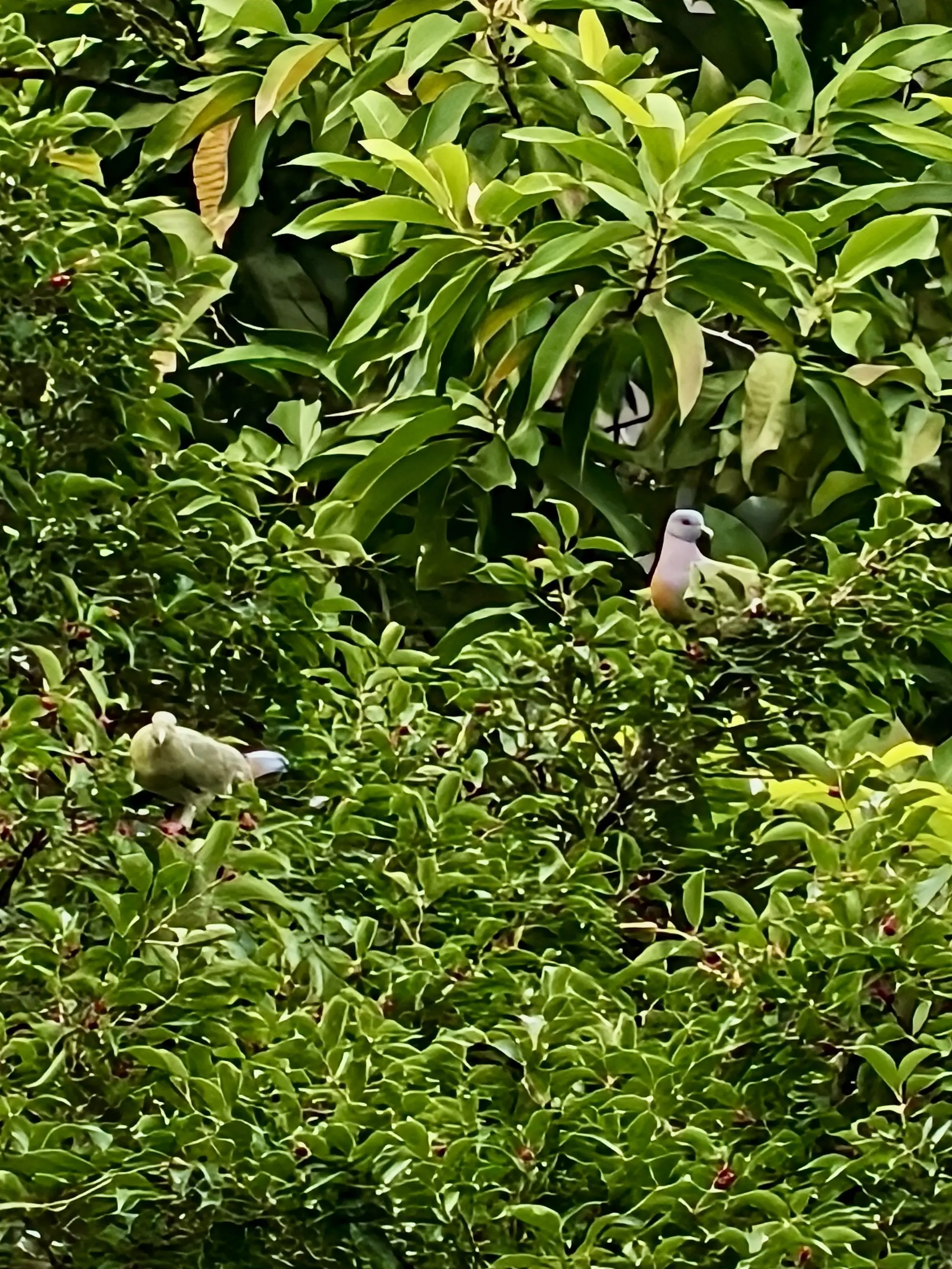Taman Tasik Titiwangsa - Garden & Park in Kuala Lumpur