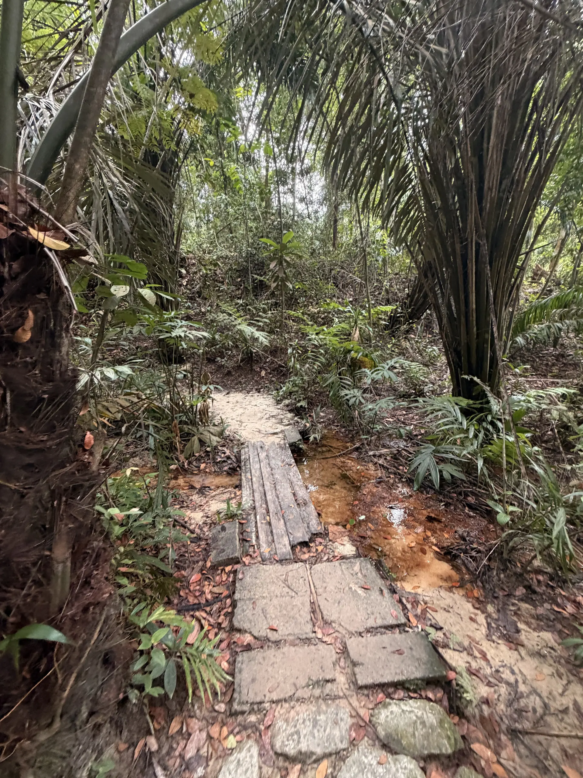 Taman Tugu - Outdoor Activity in Kuala Lumpur
