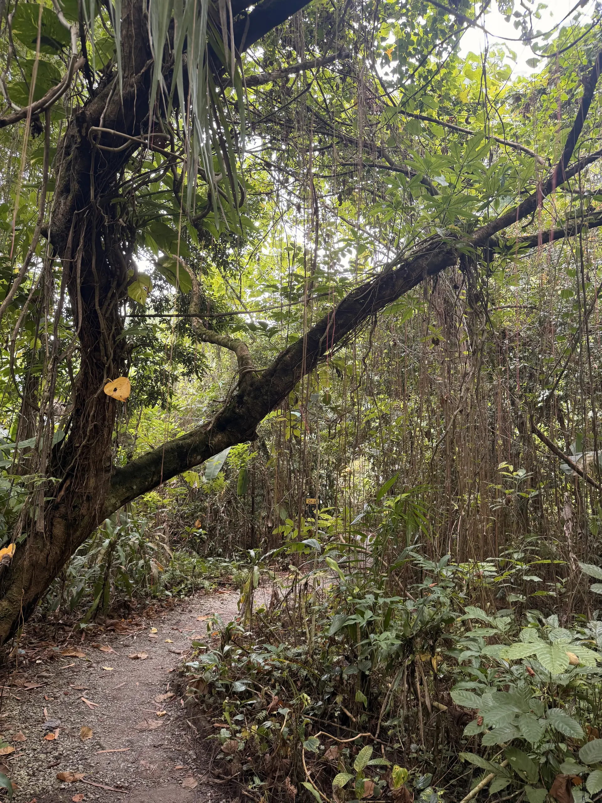 Taman Tugu - Outdoor Activity in Kuala Lumpur