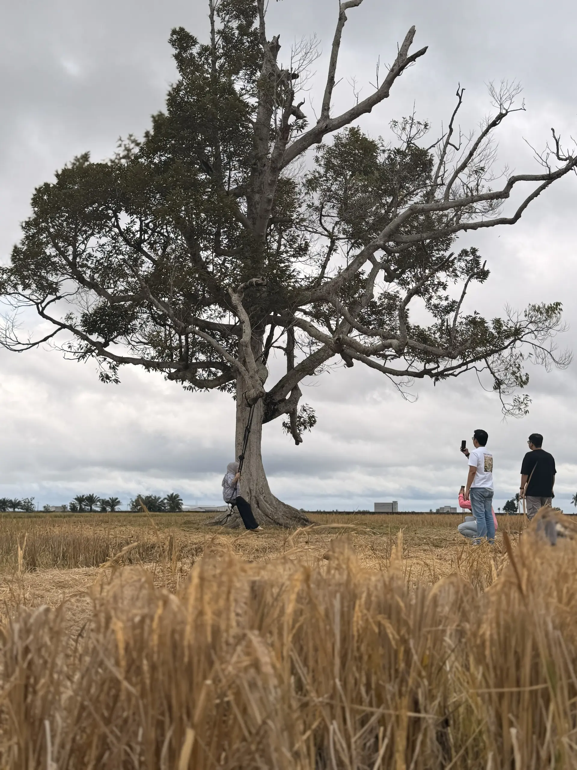 Pokok Durian Tunggal - Nature in Sekinchan