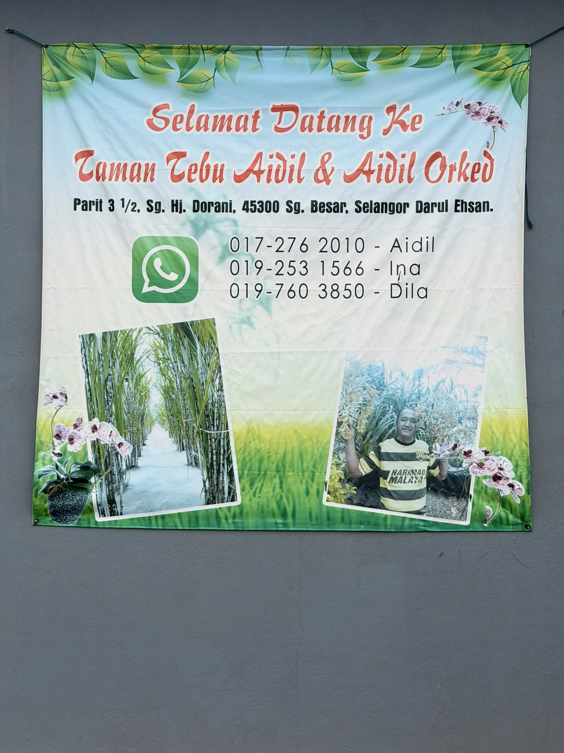 Laman Tebu Aidil - Farm in Sungai Besar