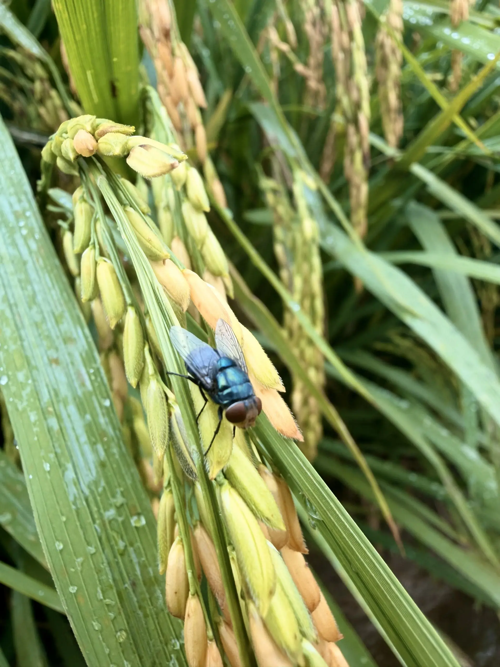 Laman Tebu Aidil - Farm in Sungai Besar