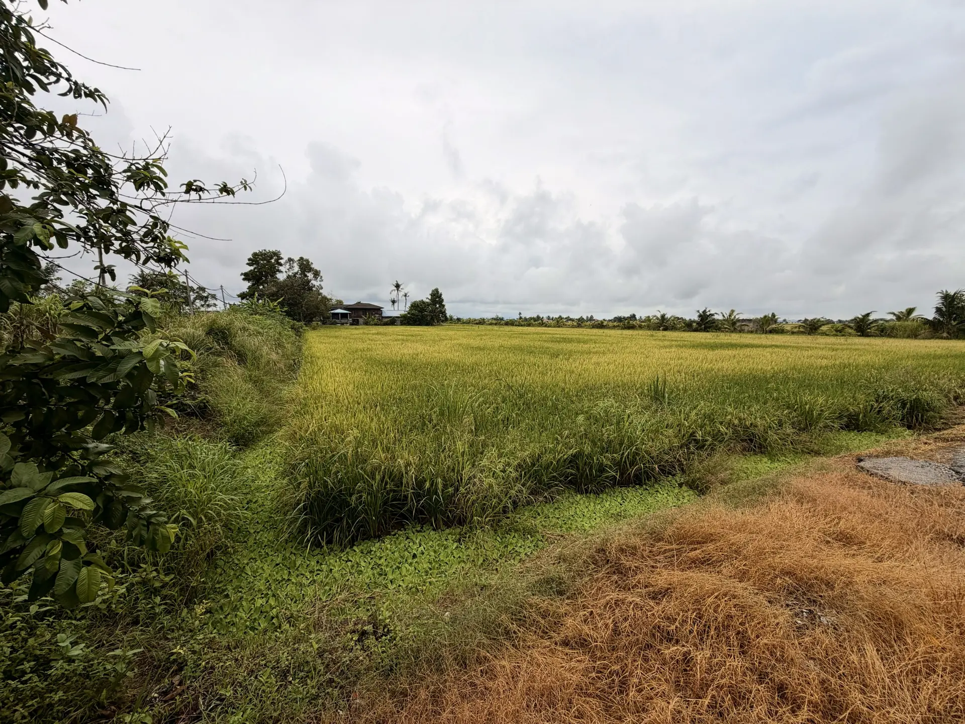 Laman Tebu Aidil - Farm in Sungai Besar