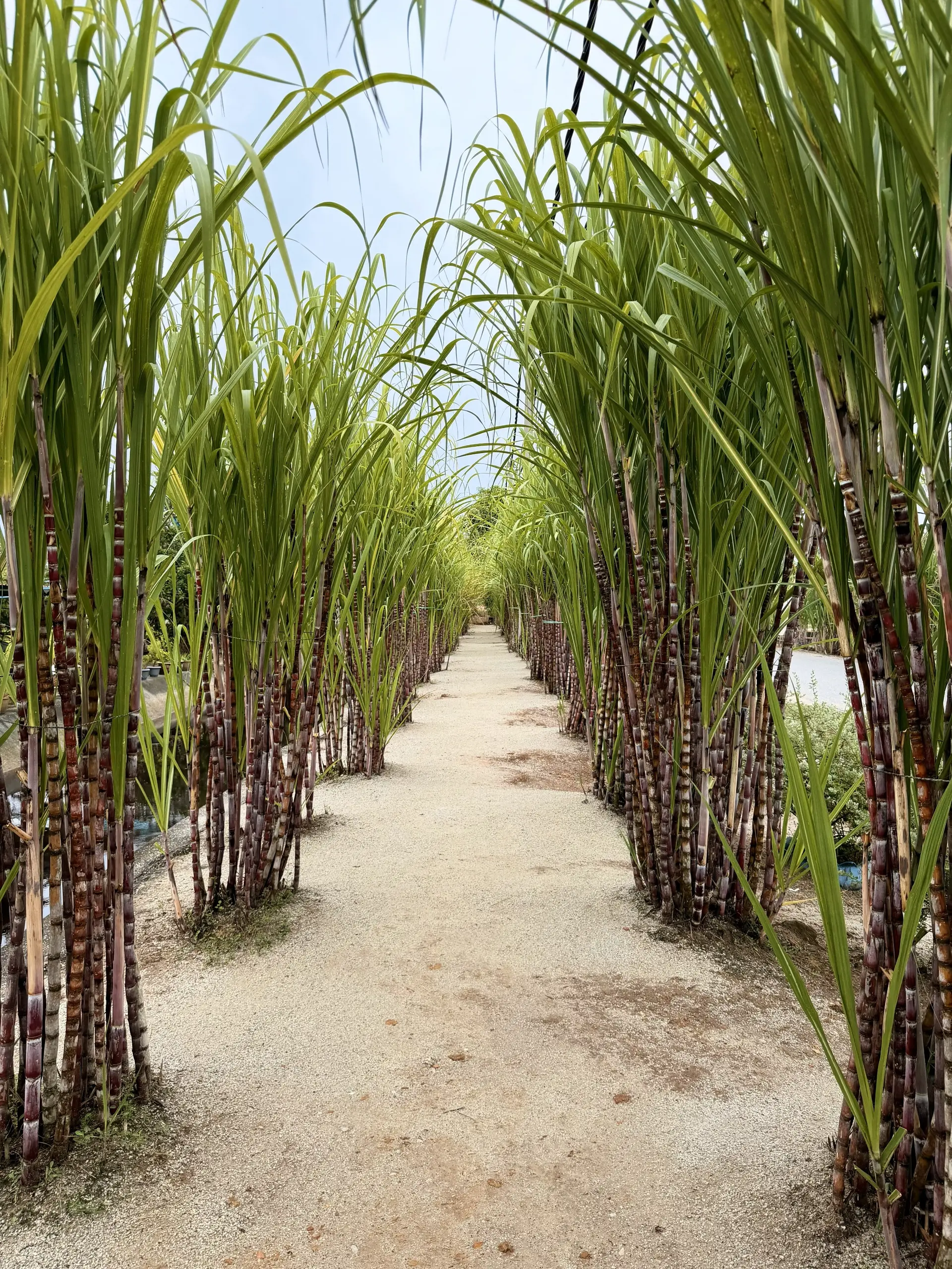 Laman Tebu Aidil - Farm in Sungai Besar