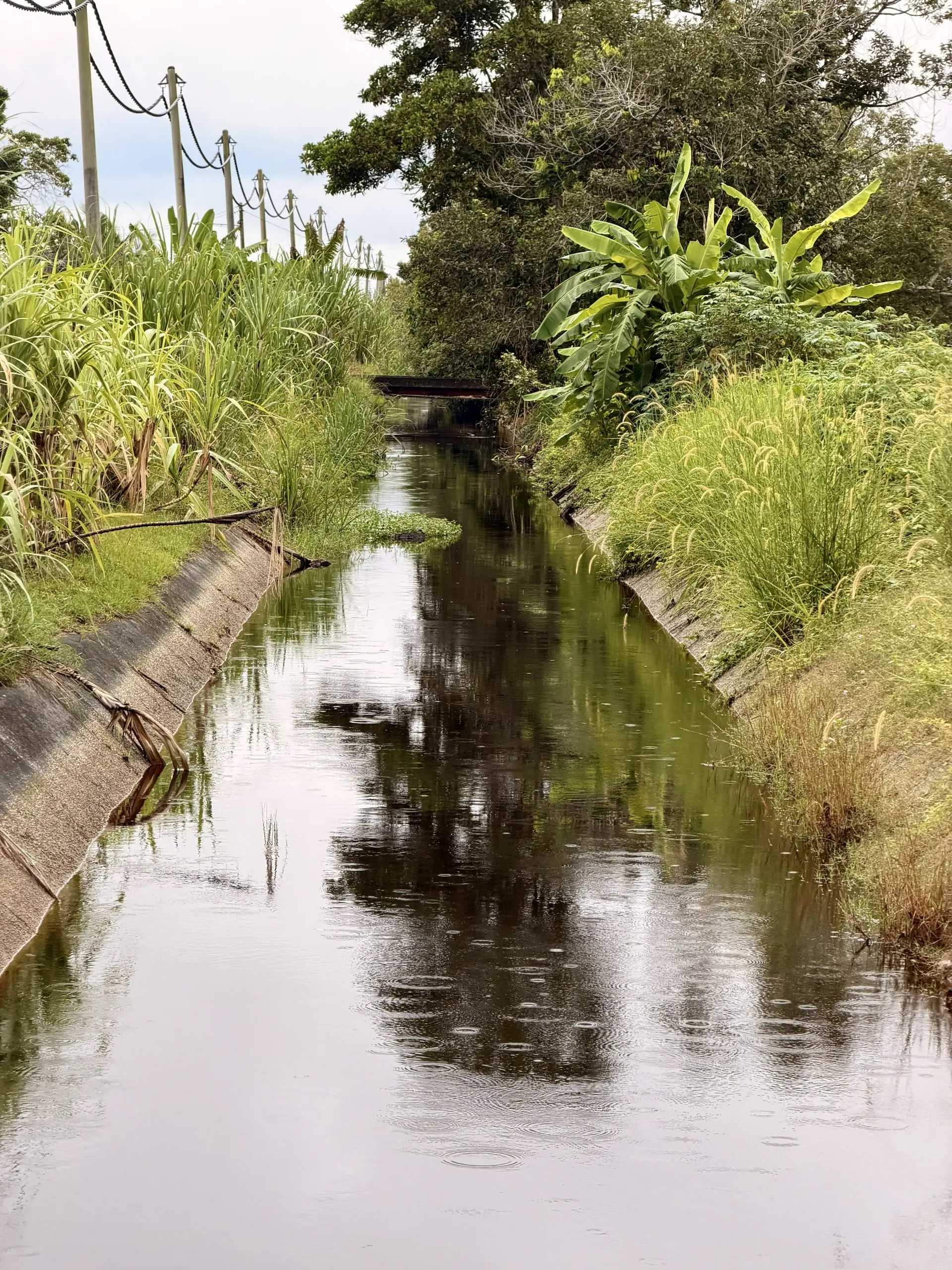 Laman Tebu Aidil - Farm in Sungai Besar