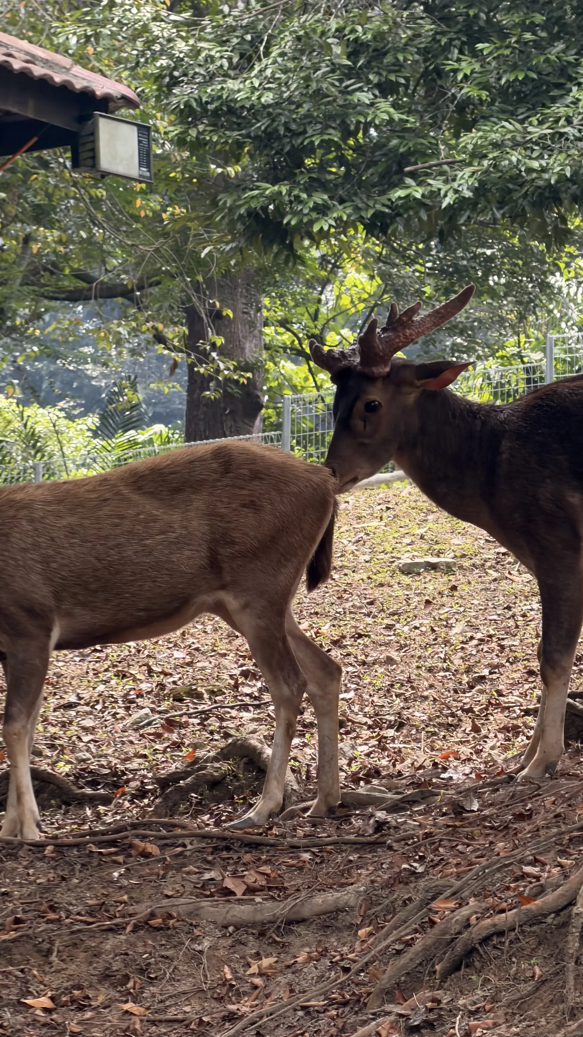 Deer Park