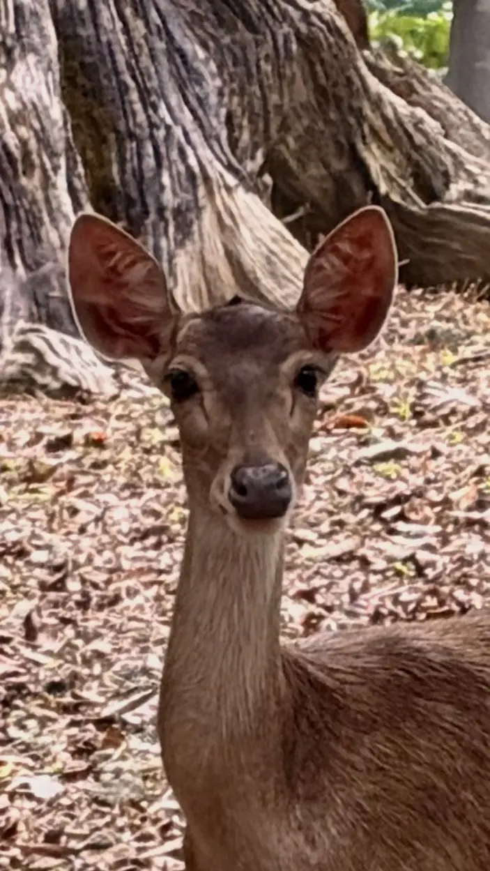 Deer Park