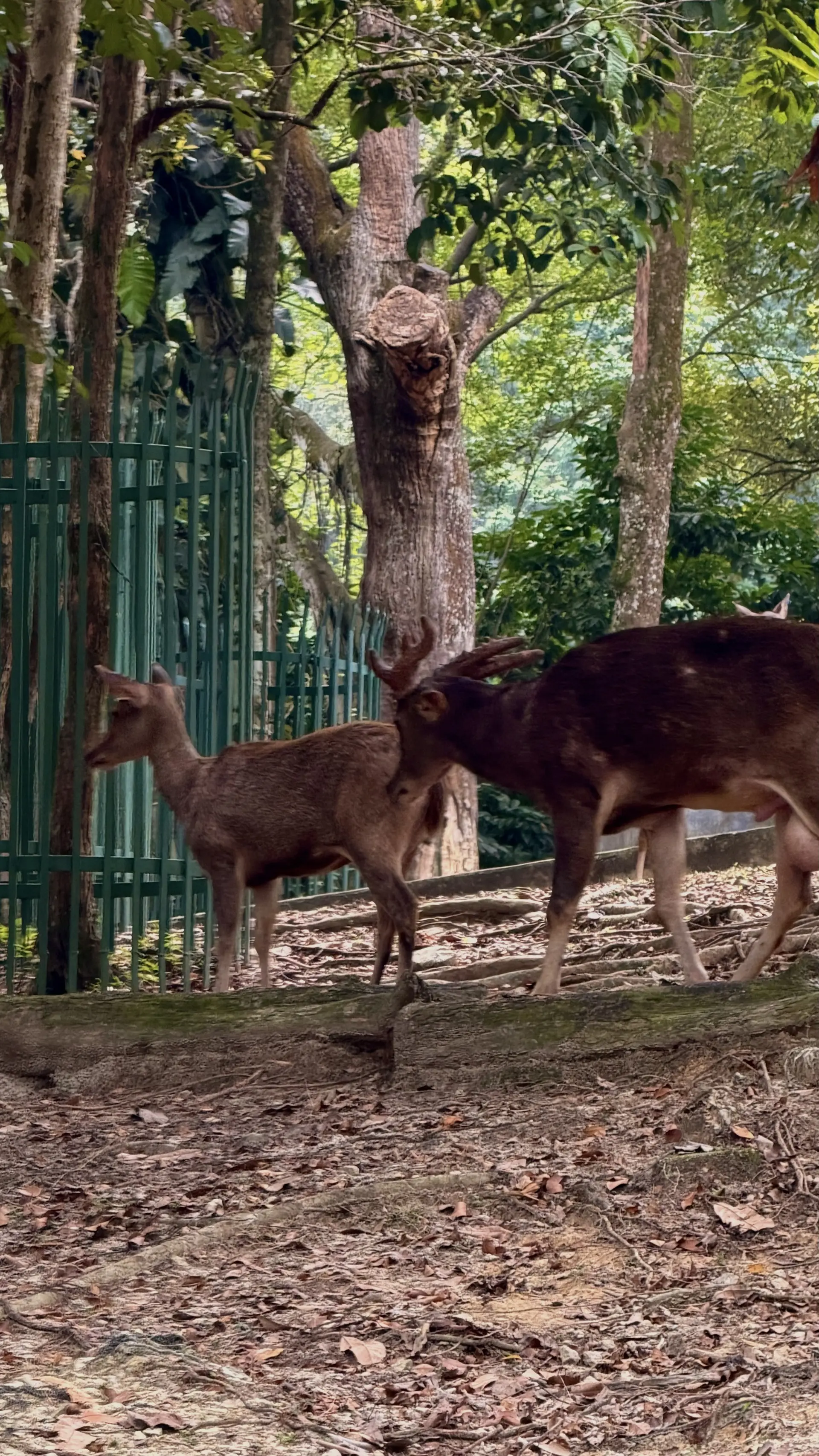 Deer Park