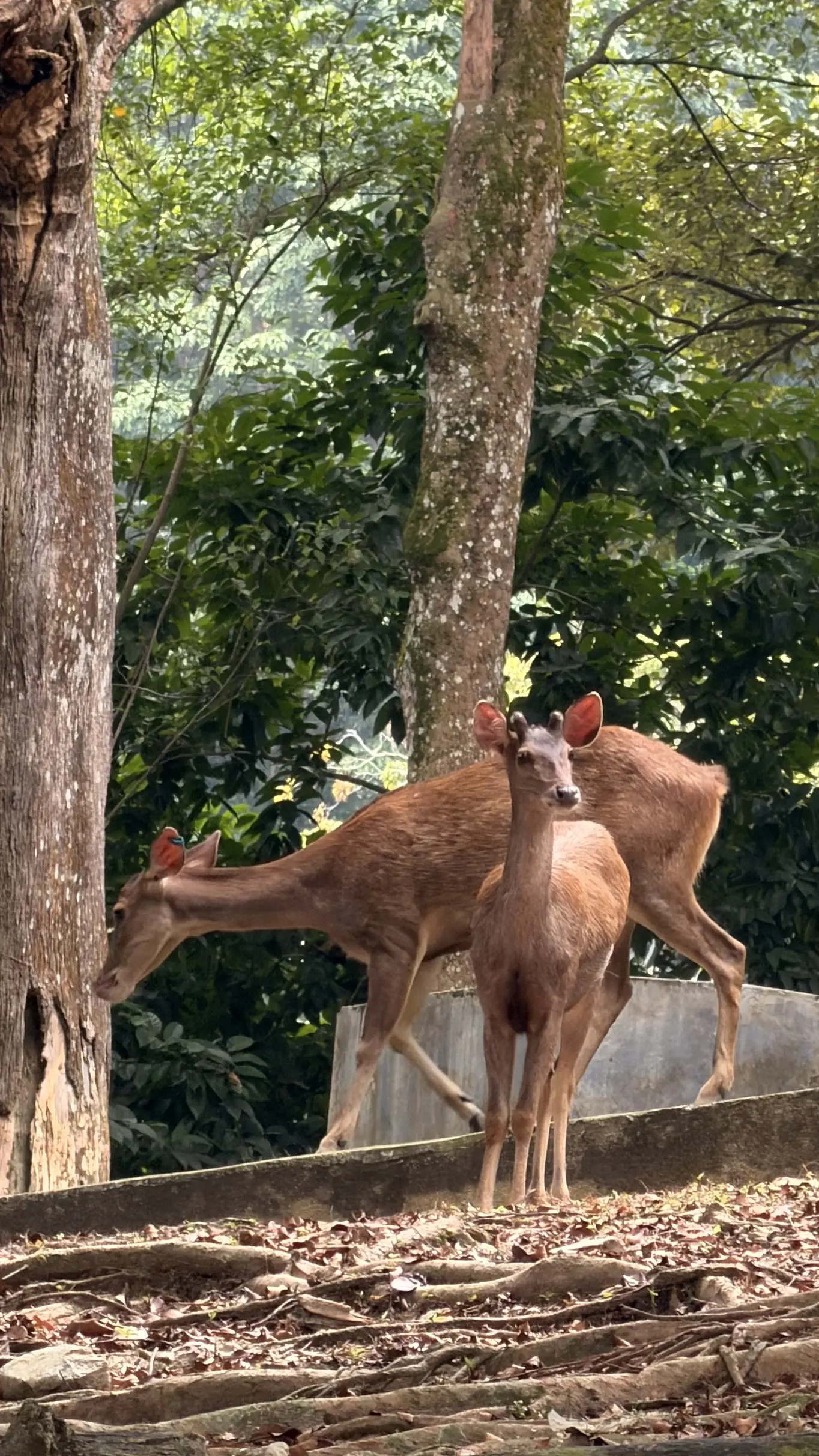 Deer Park