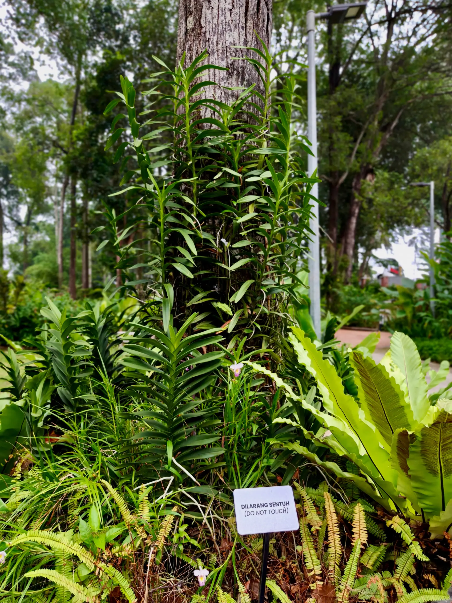 Taman Anggerik Shah Alam - Garden & Park in Shah Alam