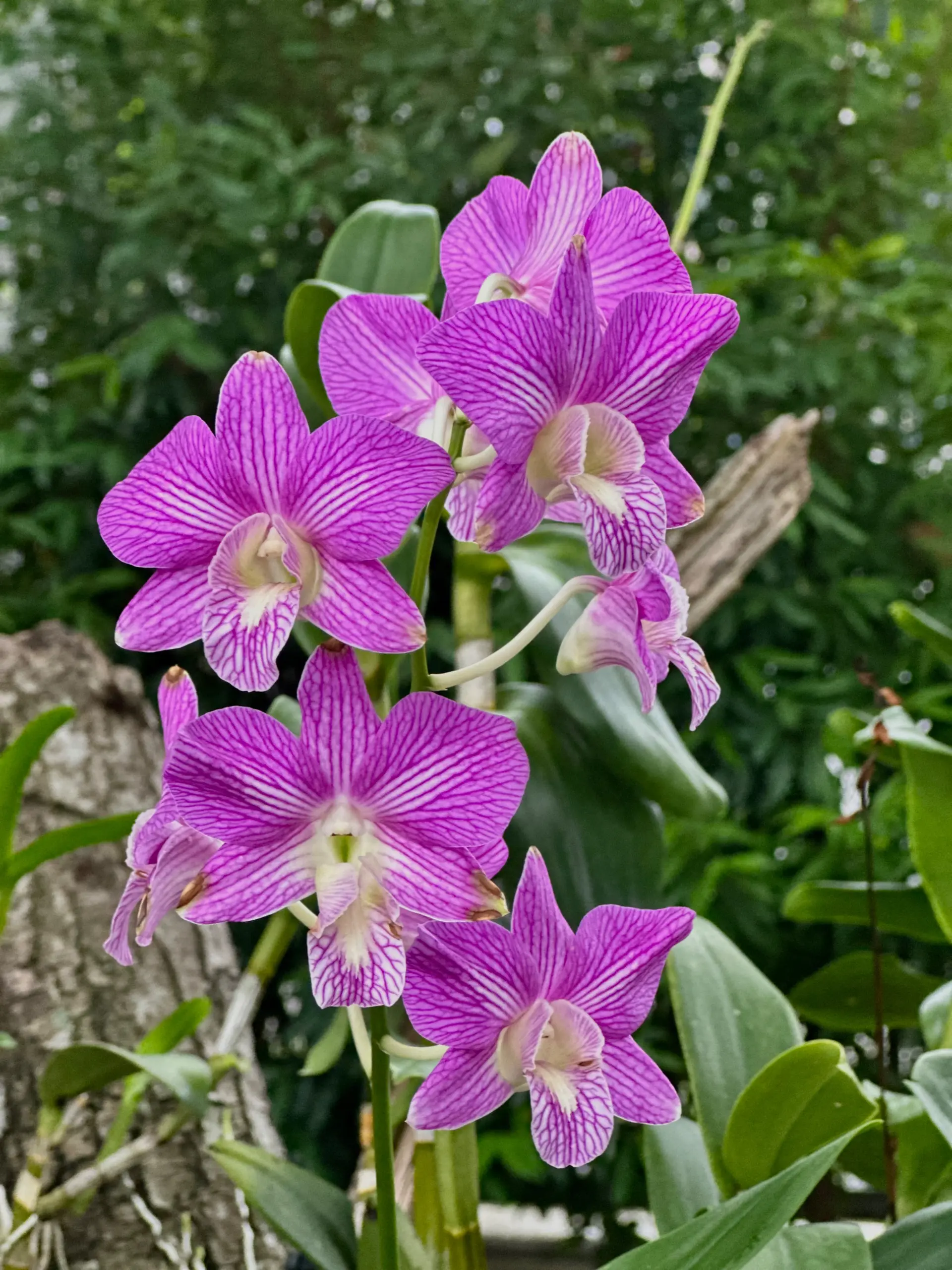 Taman Anggerik Shah Alam - Garden & Park in Shah Alam