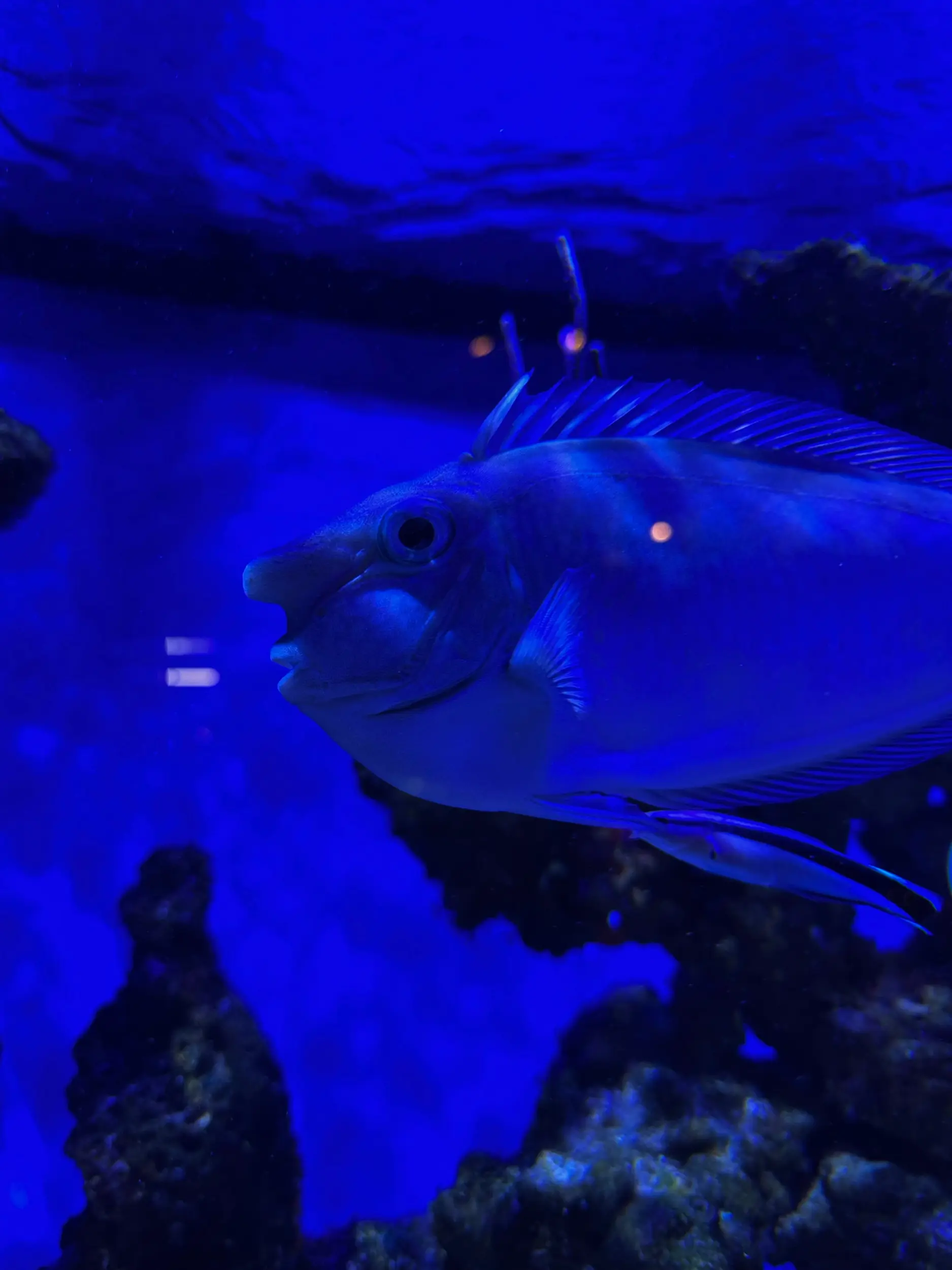 Aqua Sentinel photo 31