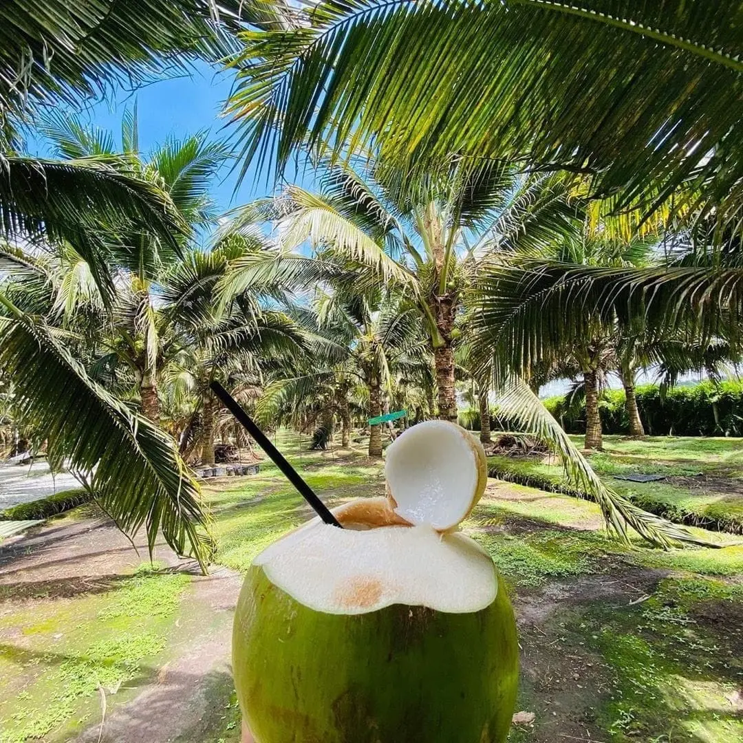 Sekinchan Coconut Farm - Farm in Sekinchan