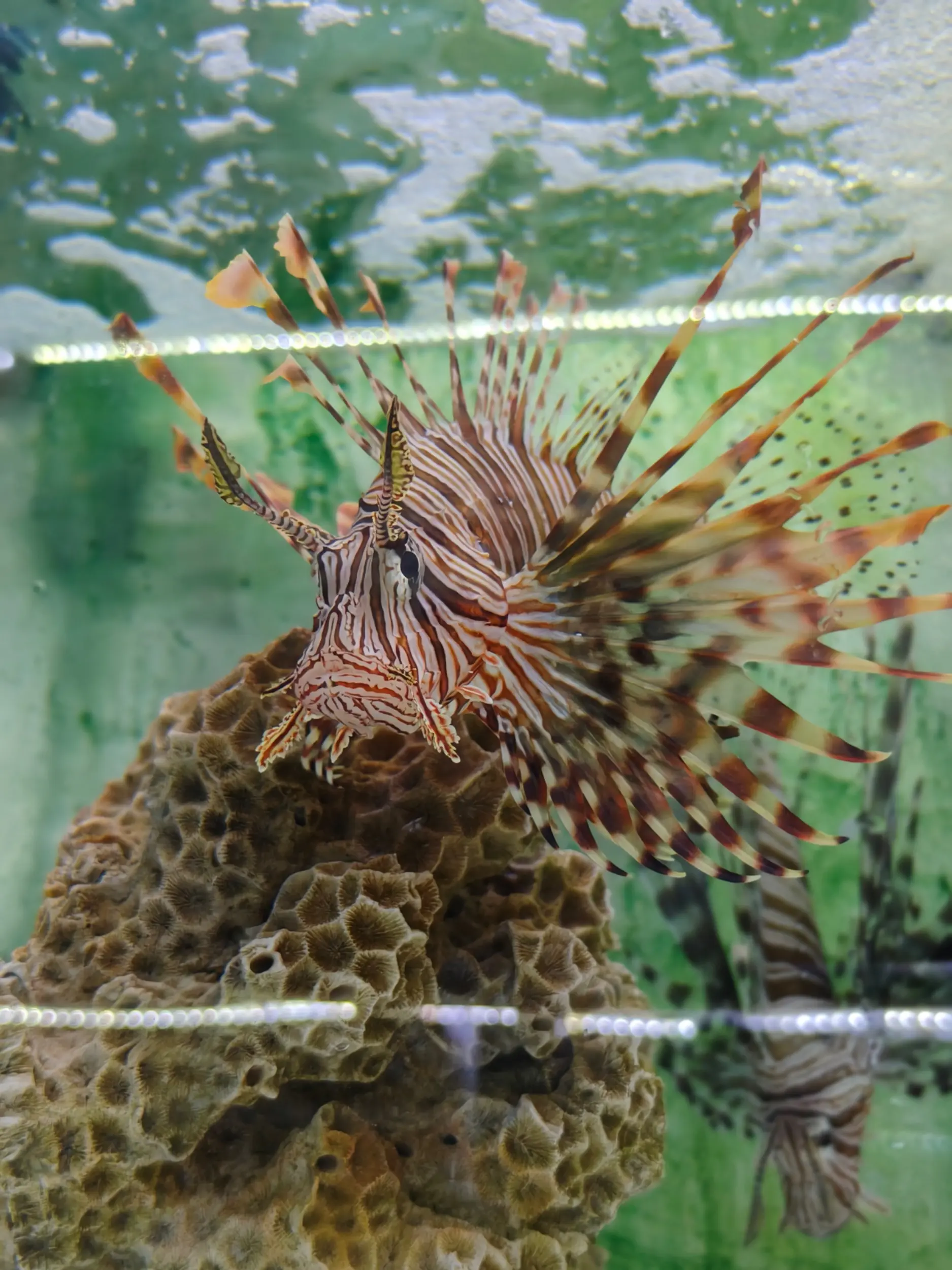 Aqua Sentinel photo 6