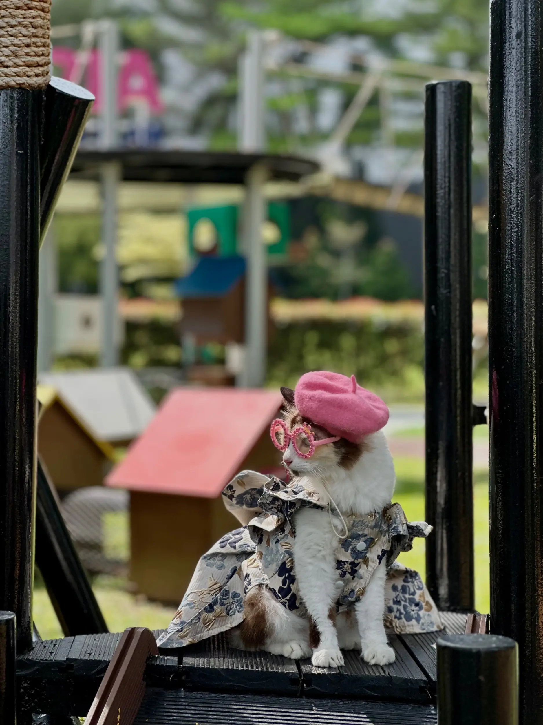 Catopia Taman Kucing Shah Alam