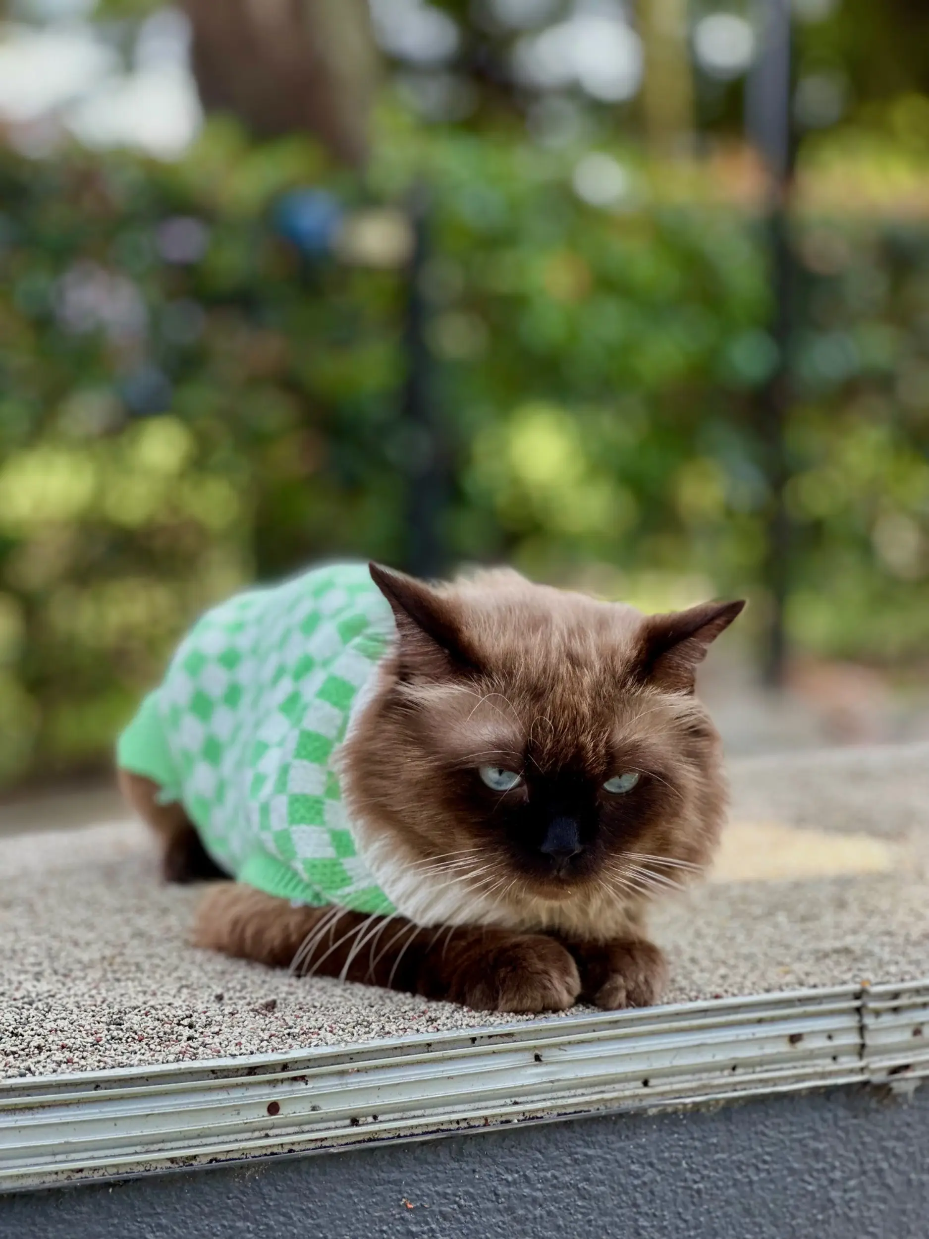 Catopia Taman Kucing Shah Alam