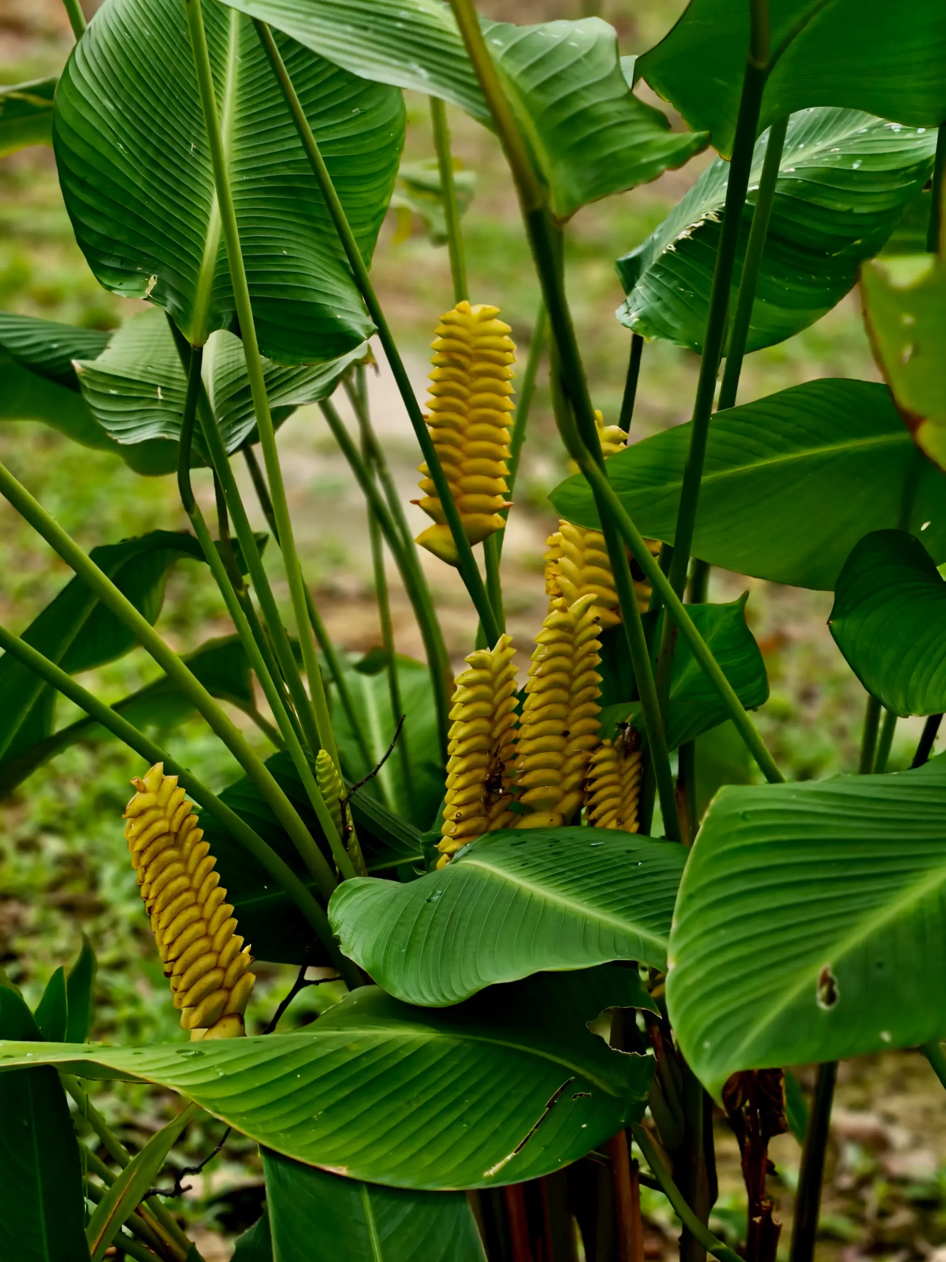 Taman Anggerik Shah Alam - Garden & Park in Shah Alam