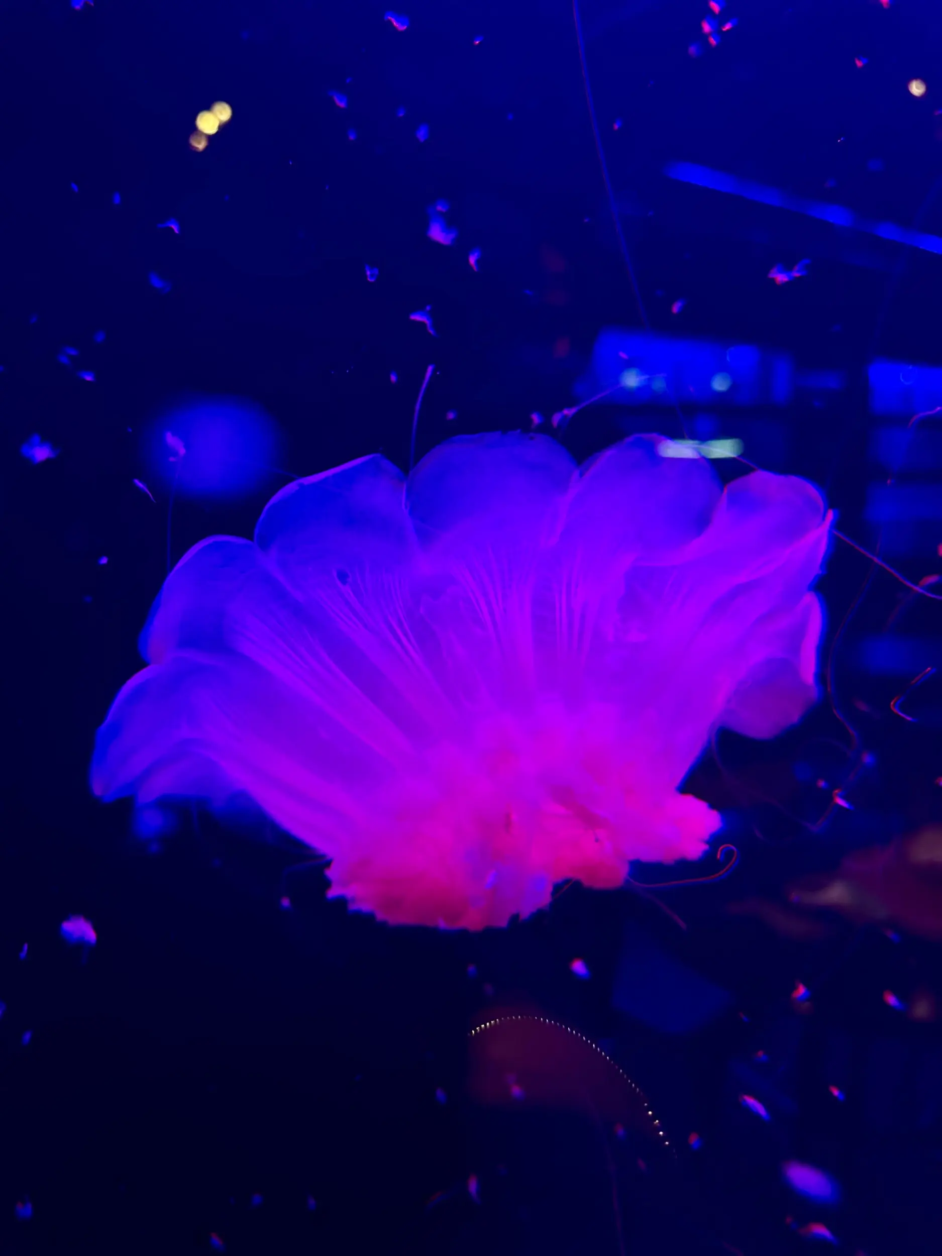 Aqua Sentinel photo 4