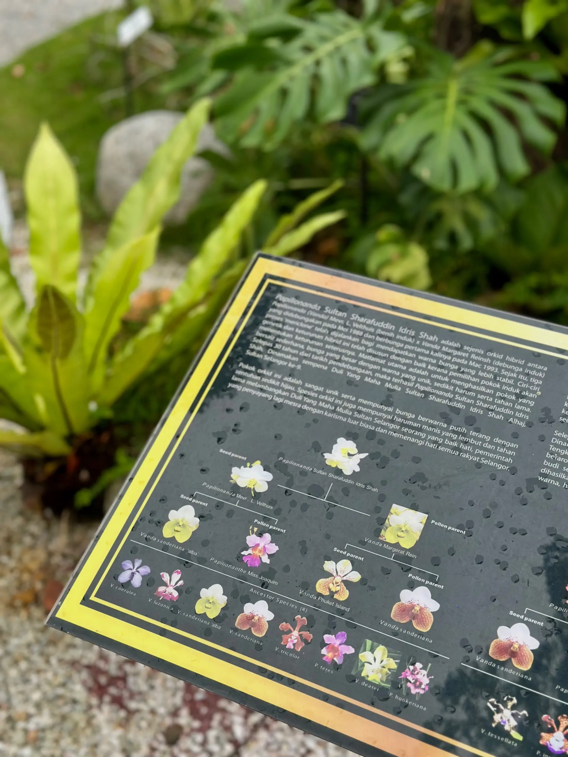 Taman Anggerik Shah Alam - Garden & Park in Shah Alam