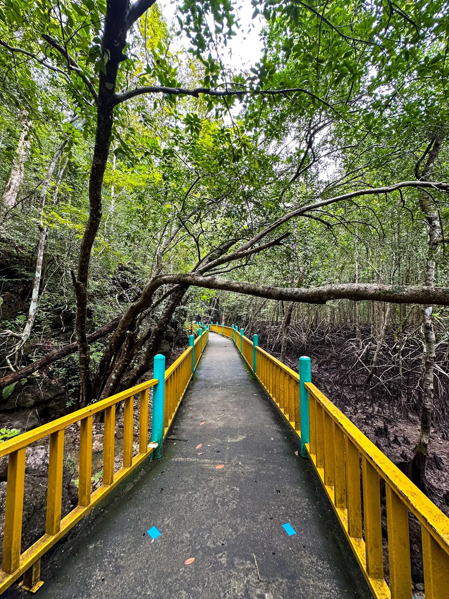 Gua Kelawar - Geosite in Langkawi