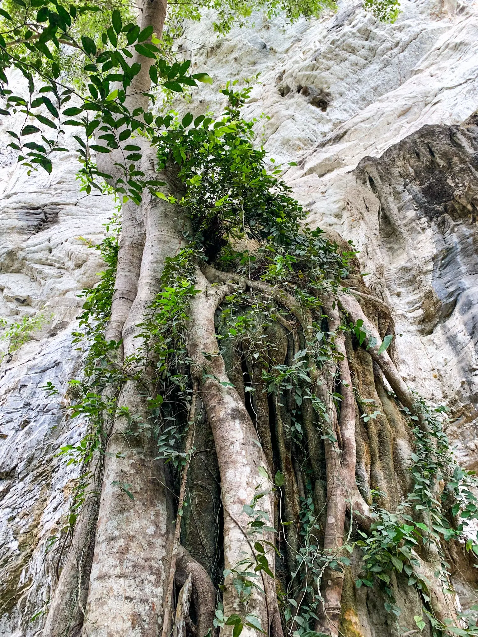 Gua Bukit Pinang - Nature & Park in Langkawi