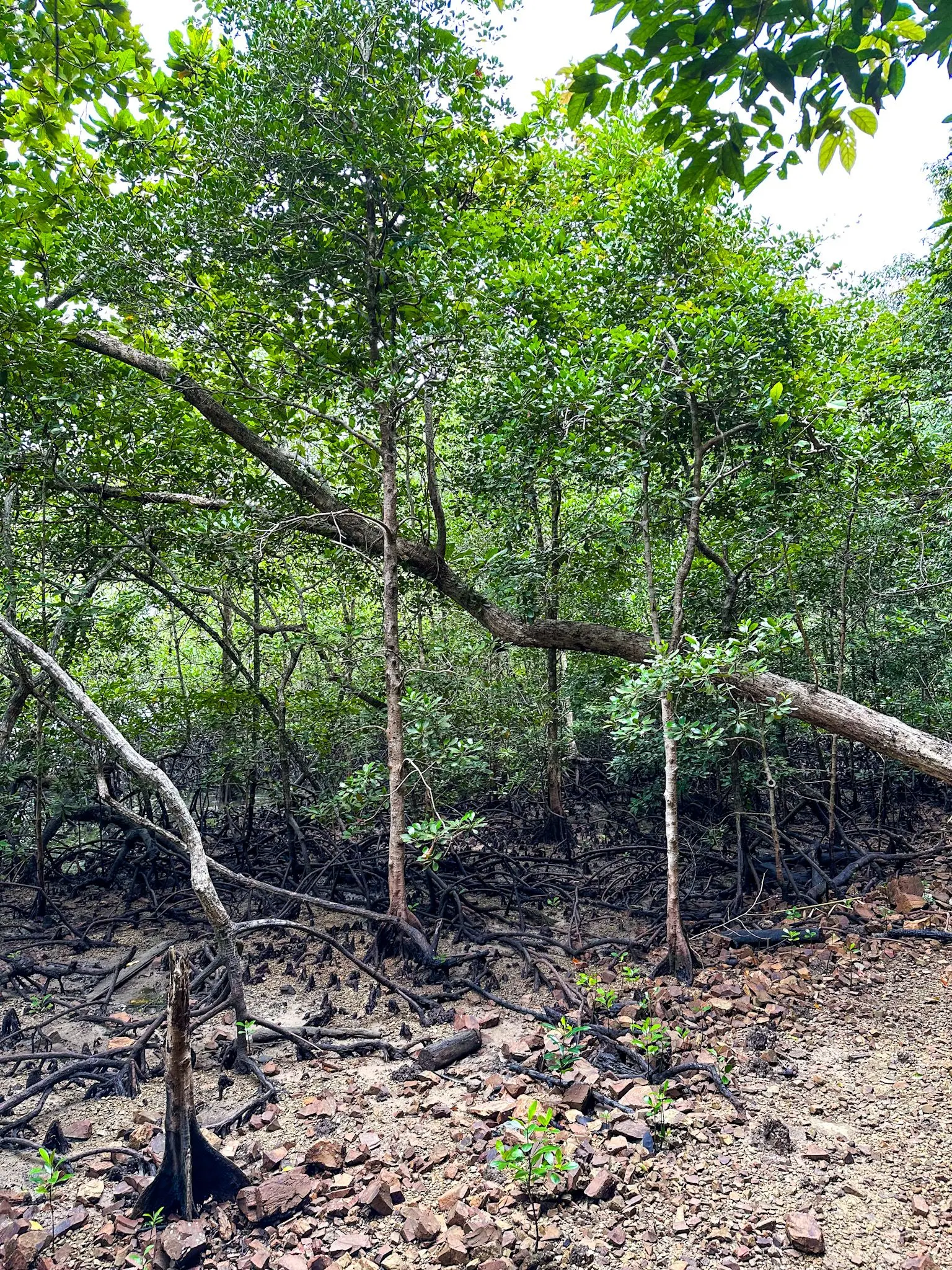 Gua Bukit Pinang - Nature & Park in Langkawi