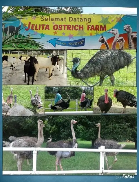 Jelita Ostrich Farm - Farm in Seremban