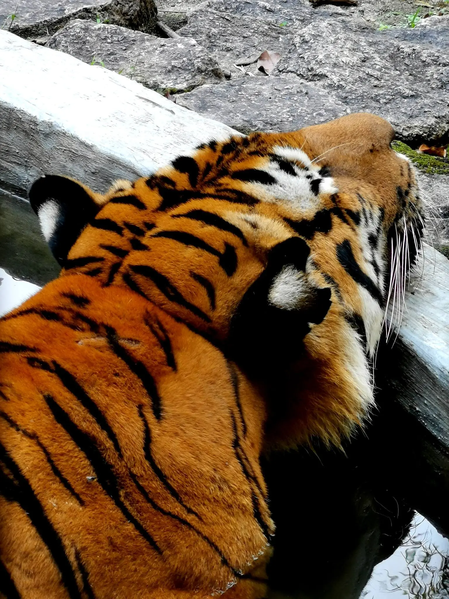 Johor Zoo - Zoo & Aquarium in Johor Bahru