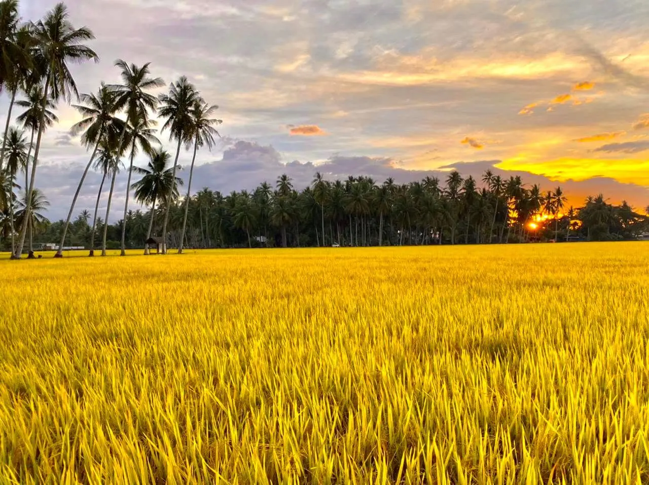Kampung Agong - Culture & Heritage in Penaga