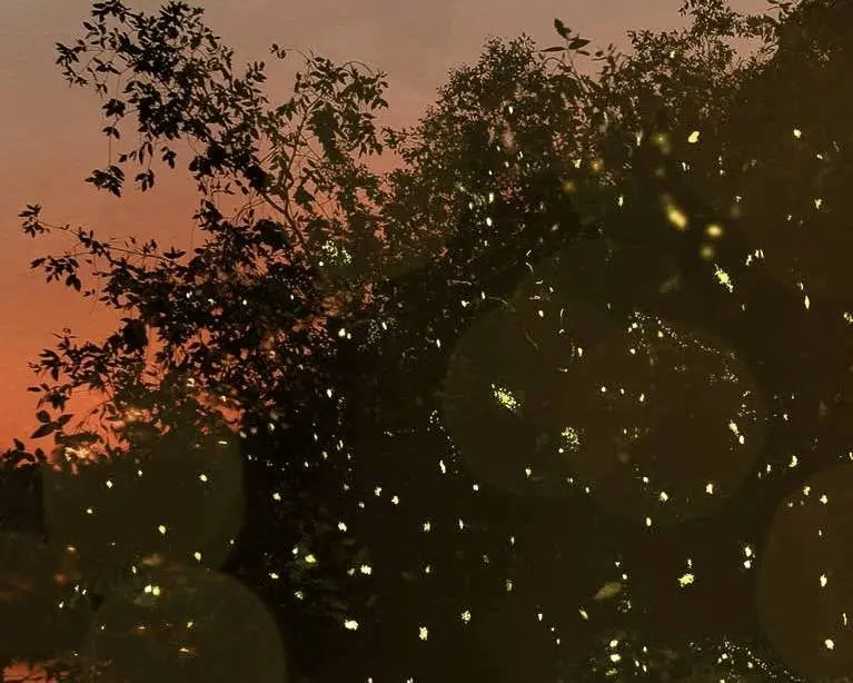 Kampung Dew Firefly - Nature in Simpang Empat Semanggol