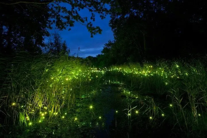 Kampung Dew Firefly - Nature in Simpang Empat Semanggol