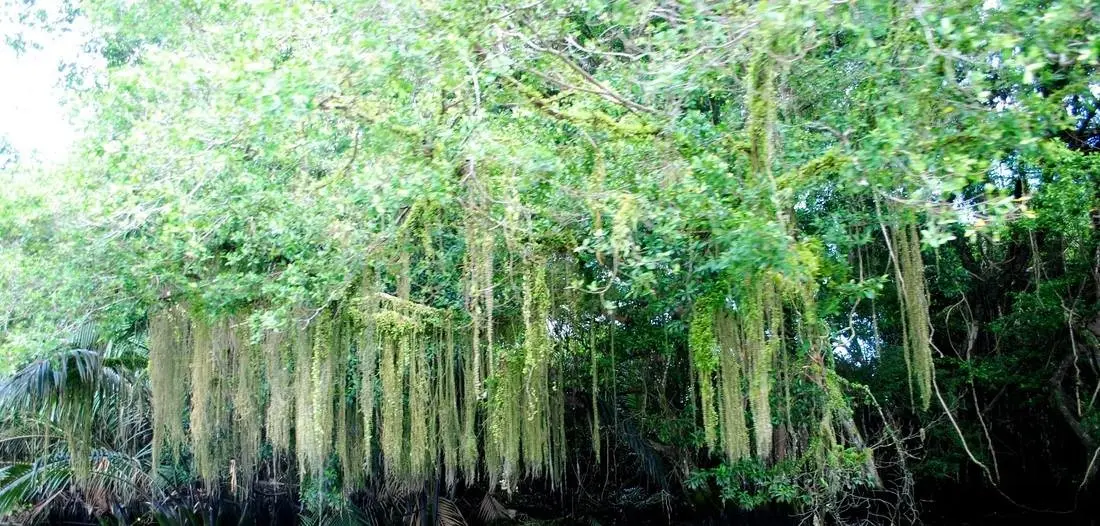 Kampung Dew Firefly - Nature in Simpang Empat Semanggol