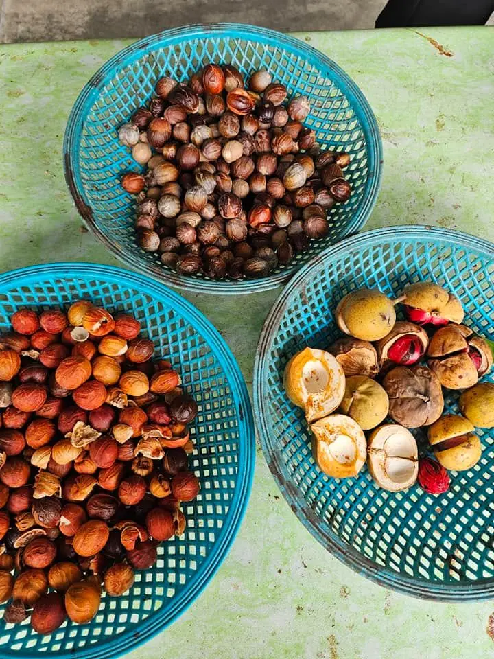 Kilang Buah Pala Ghee Hup (Nutmeg Factory) - Farm in Balik Pulau