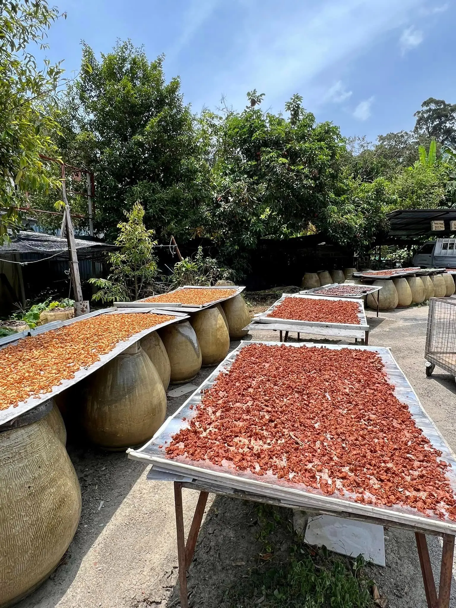 Kilang Buah Pala Ghee Hup (Nutmeg Factory) - Farm in Balik Pulau