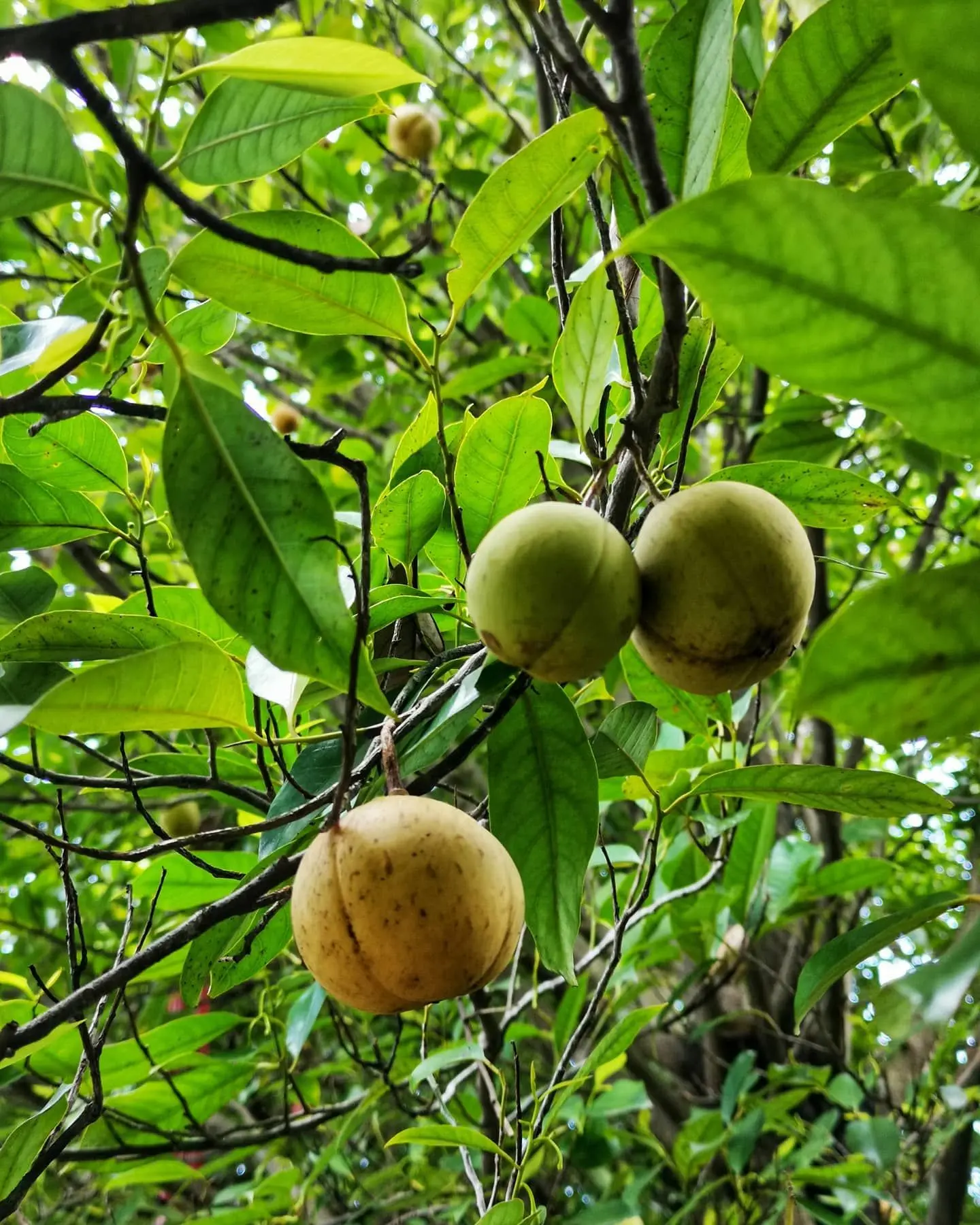 Kilang Buah Pala Ghee Hup (Nutmeg Factory) - Farm in Balik Pulau