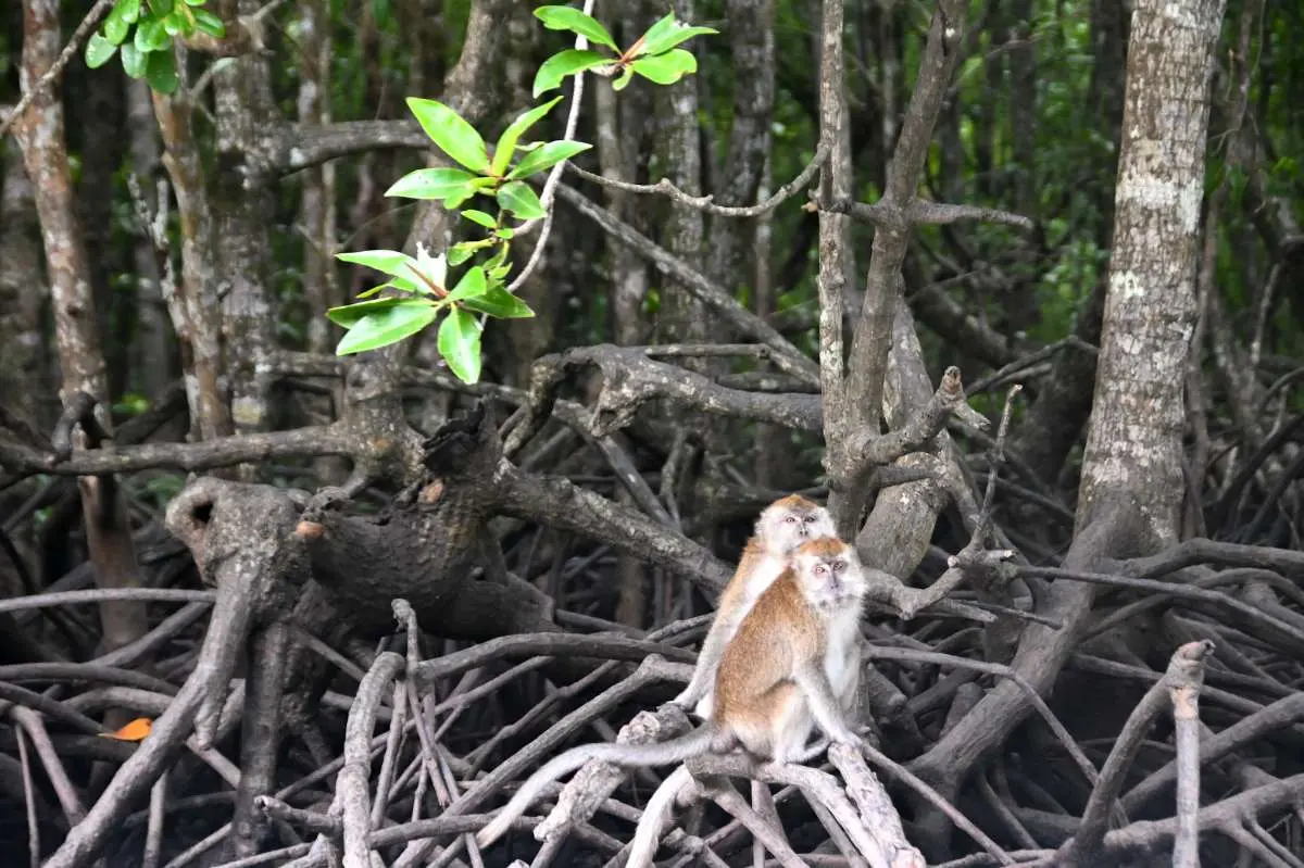 Kilim UNESCO Geoforest Park - Nature & Park in Langkawi