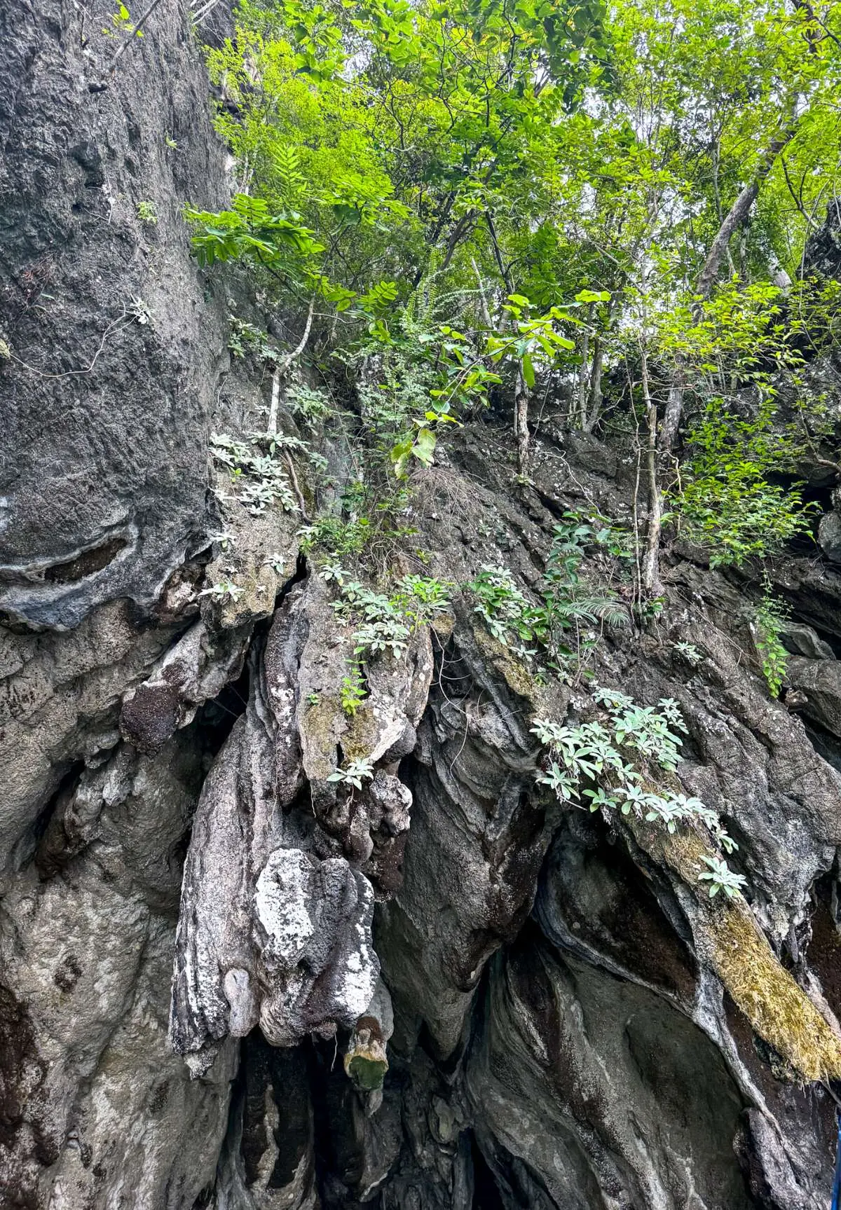 Kilim UNESCO Geoforest Park - Nature & Park in Langkawi
