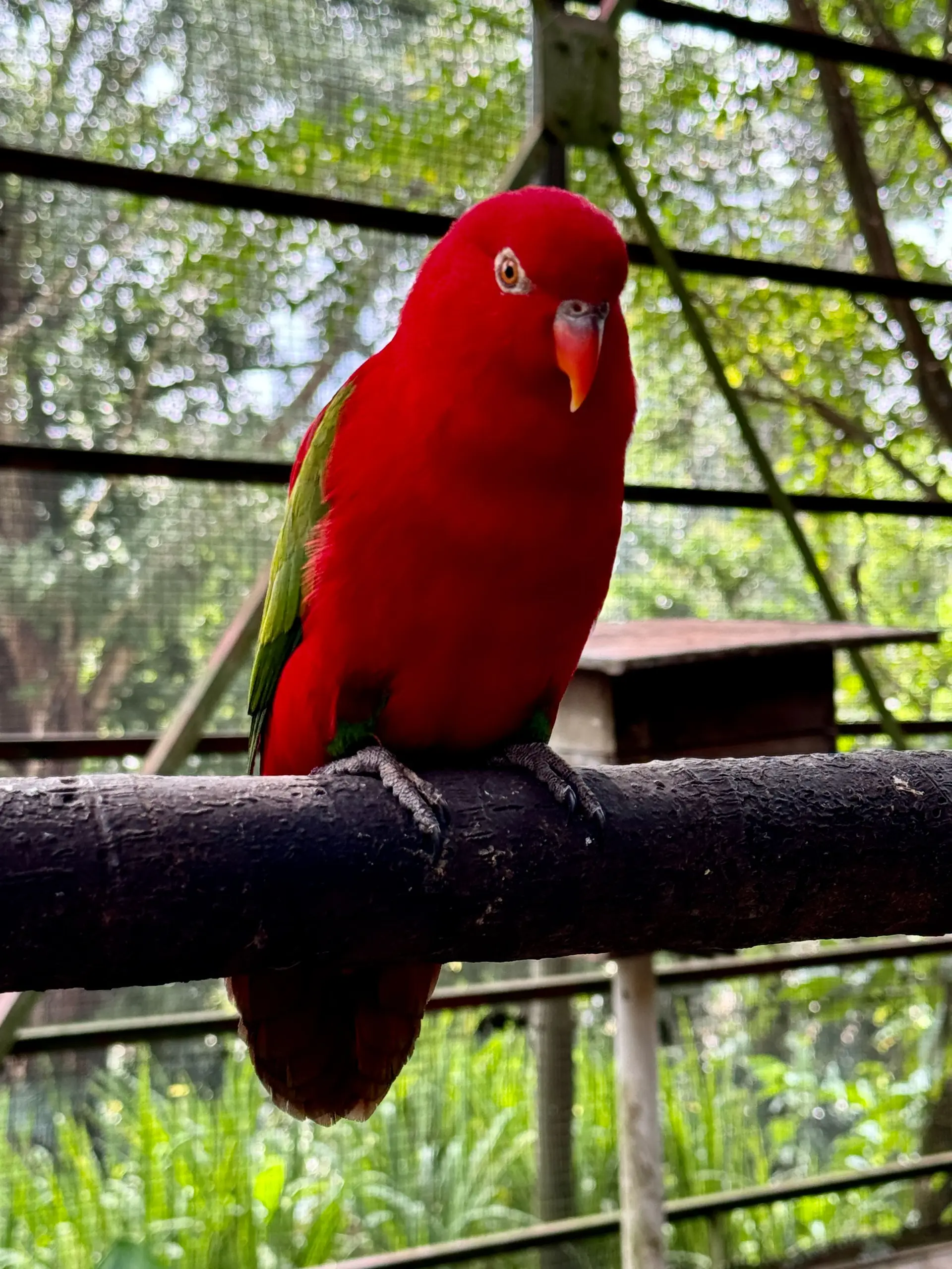 KL Bird Park