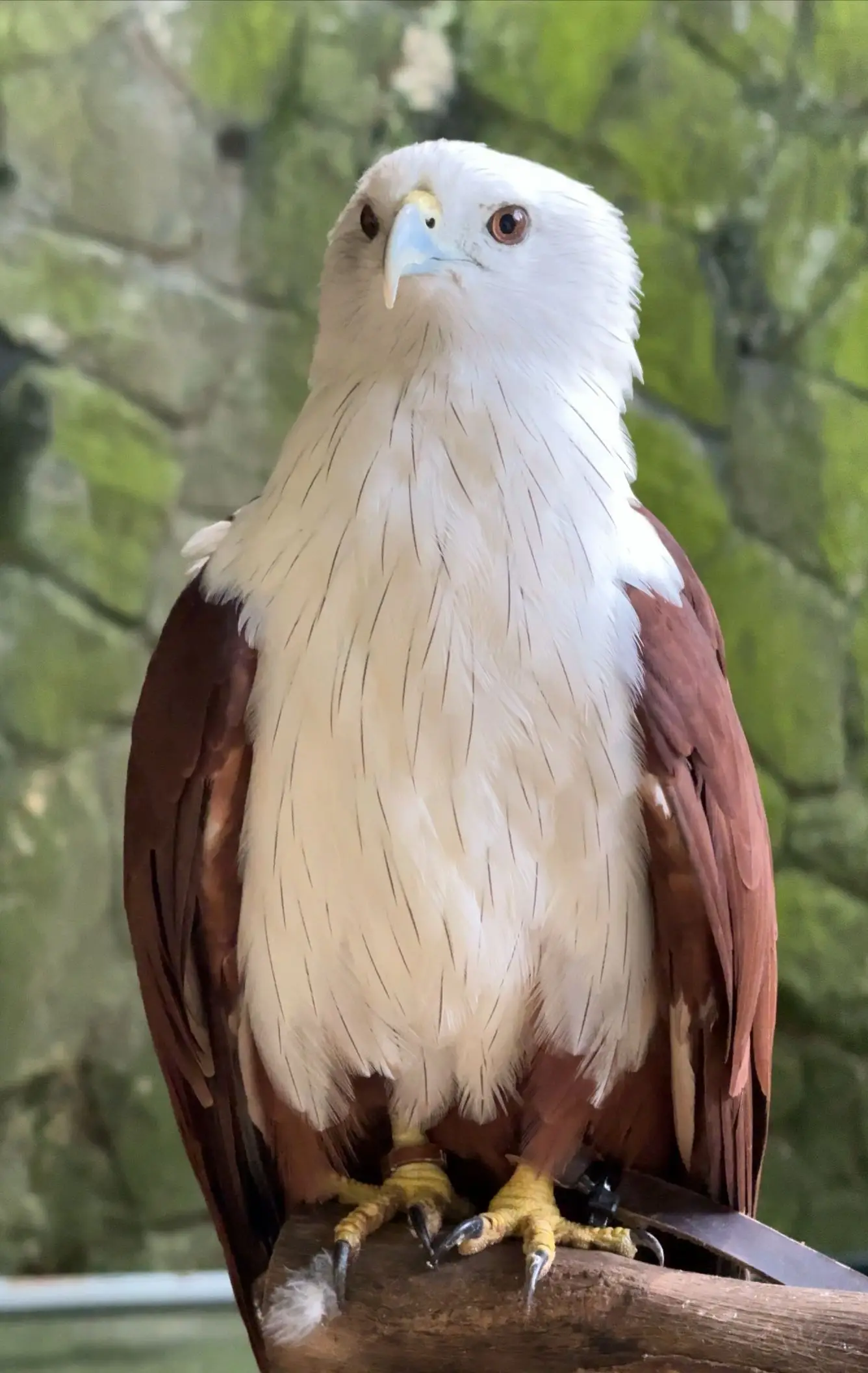 KL Bird Park