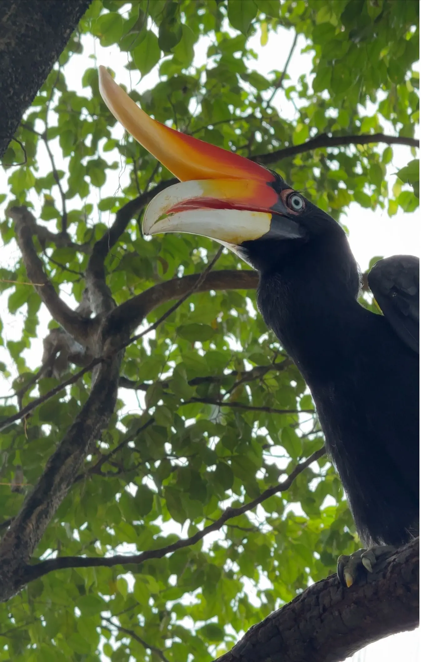 KL Bird Park