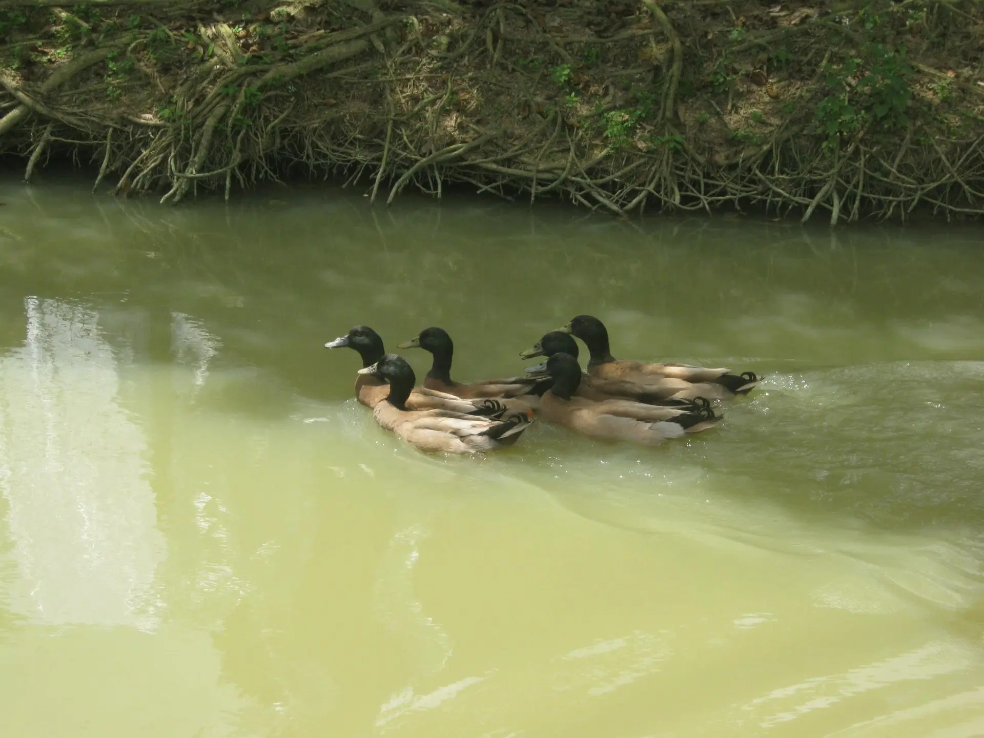 Kota Tinggi Firefly Valley Leisure Park - Nature & Park in Kota Tinggi