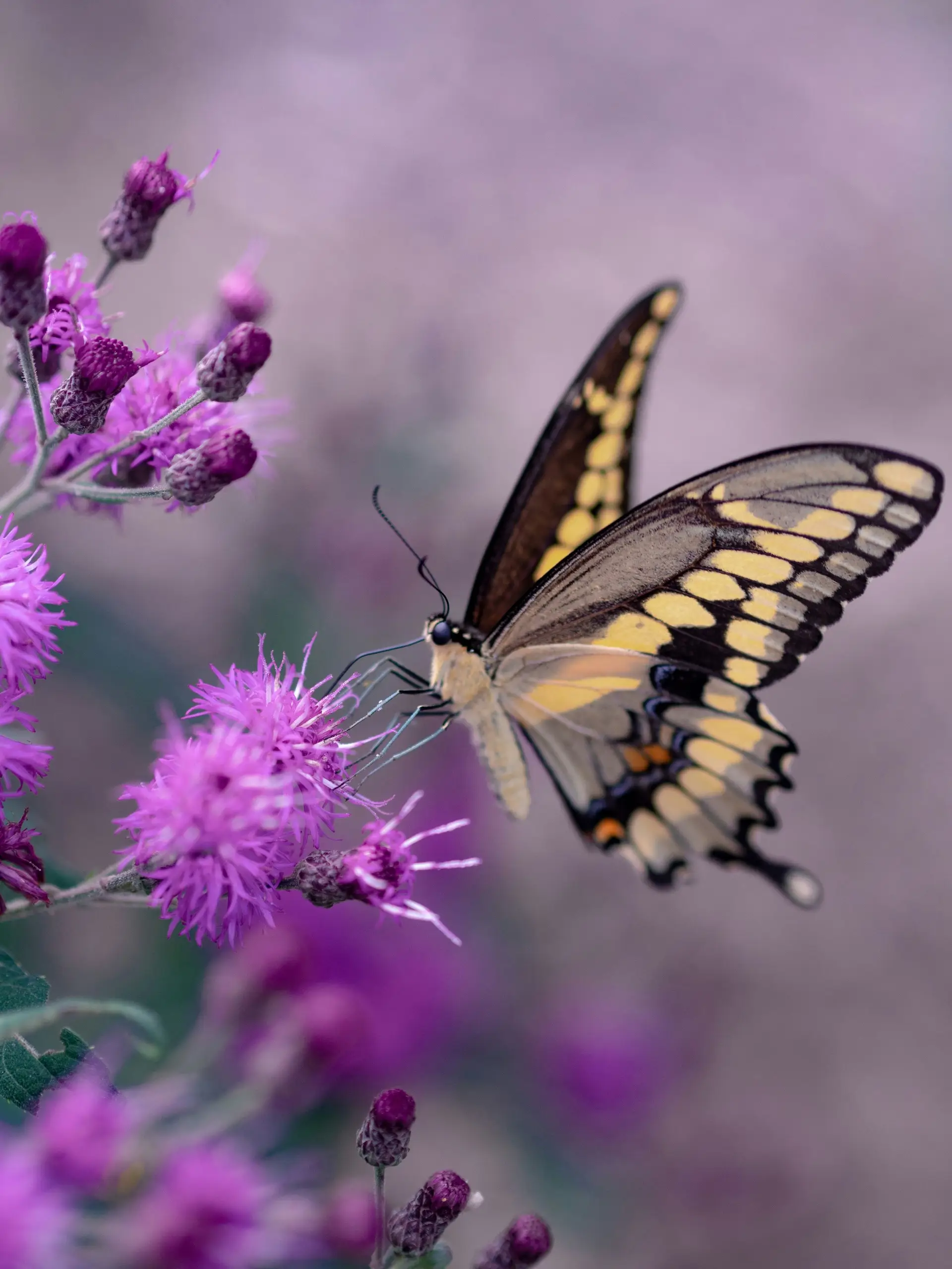Kuala Lumpur Butterfly Park