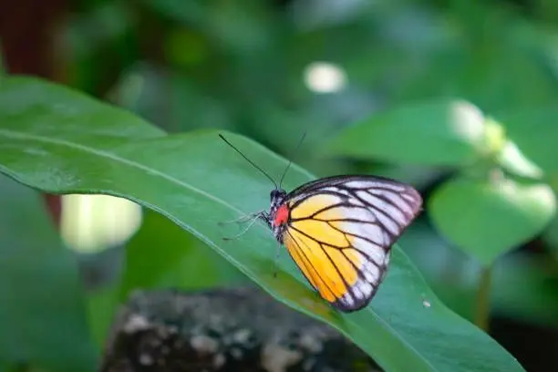 Kuala Lumpur Butterfly Park - Zoo & Aquarium in Kuala Lumpur