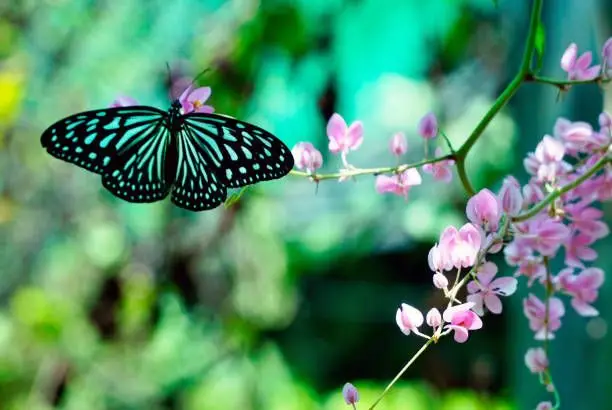 Kuala Lumpur Butterfly Park